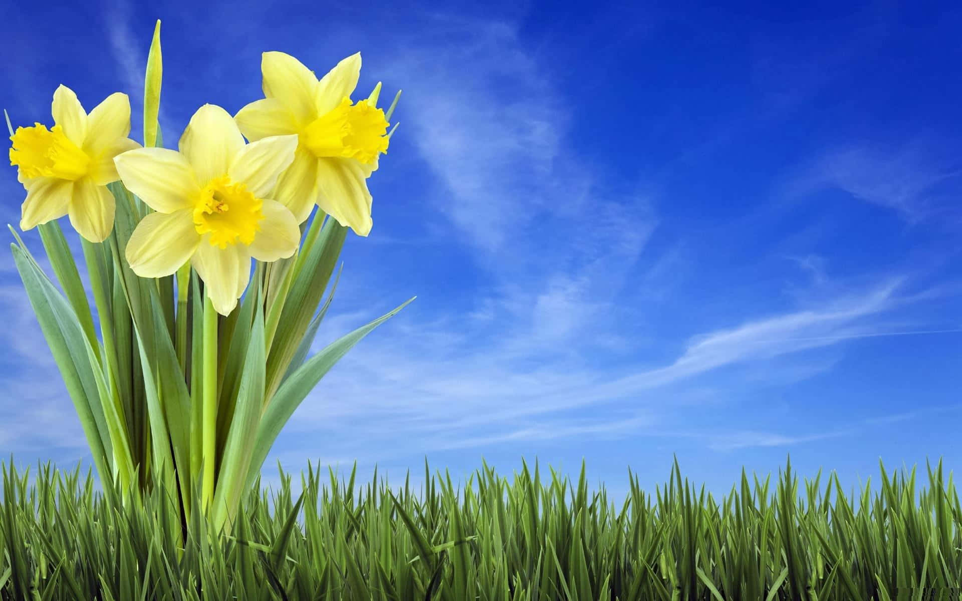 Yellow Daffodils, lush green grass, clear blue sky, Full HD Desktop Wallpaper