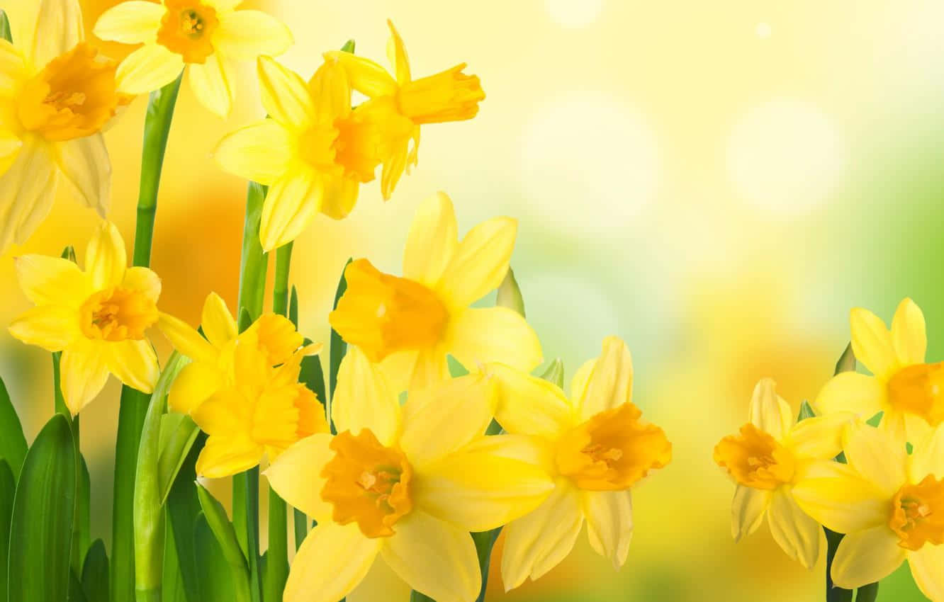 Yellow Daffodils, vibrant yellow, full bloom, HD Desktop Wallpaper