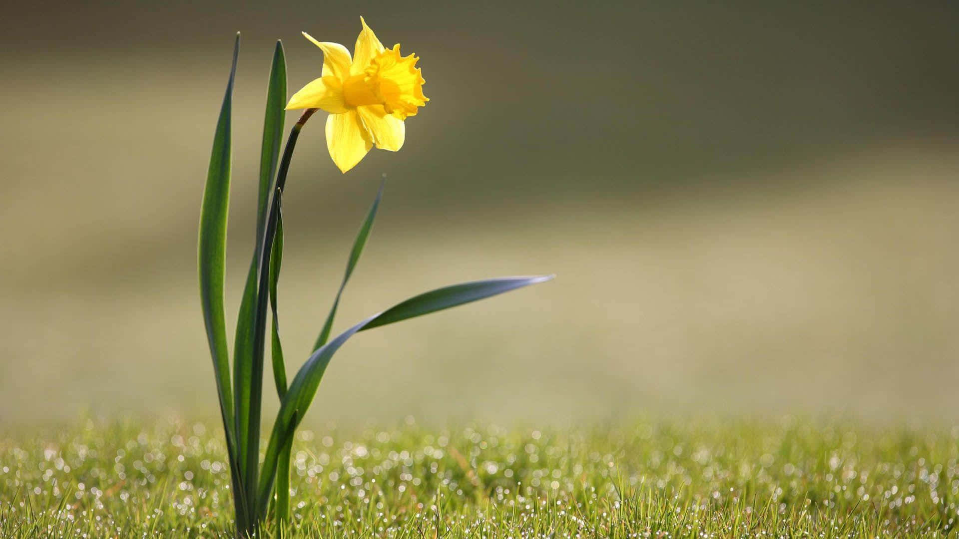 Yellow Daffodils, vibrant yellow, dewy green meadow, Full HD Desktop Wallpaper