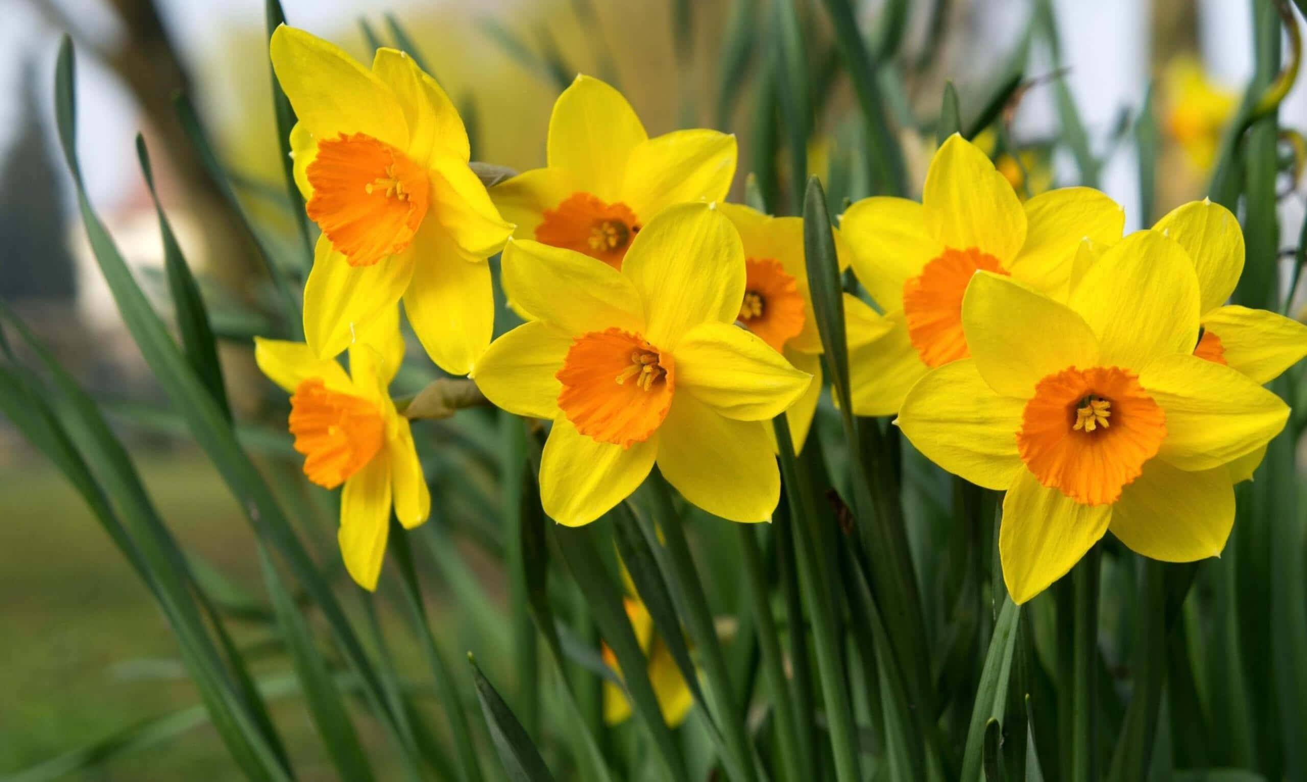 Yellow Daffodils, vibrant yellow, orange centers, 2K Desktop Wallpaper
