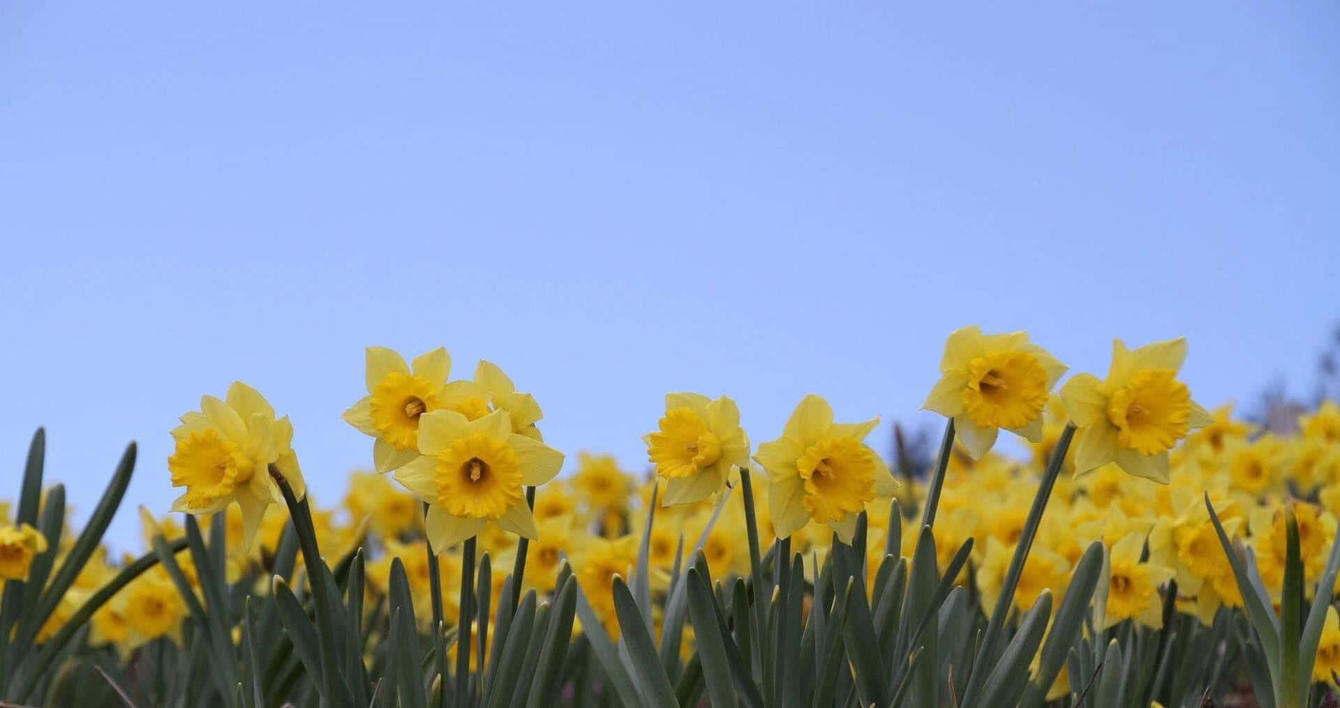 Yellow Daffodils, field, clear blue sky, Full HD Desktop Wallpaper