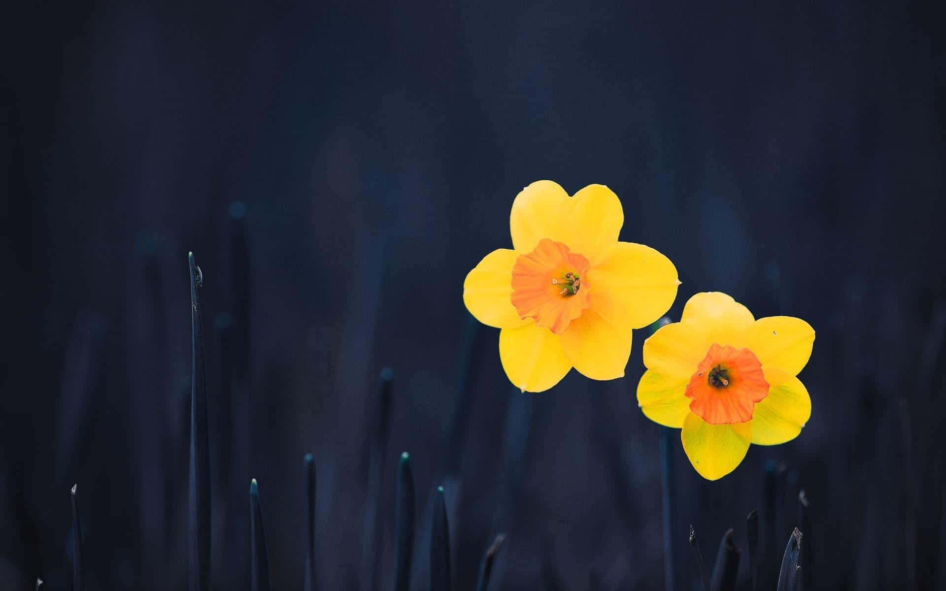 yellow daffodils, vibrant yellow, orange centers, Full HD Desktop Wallpaper