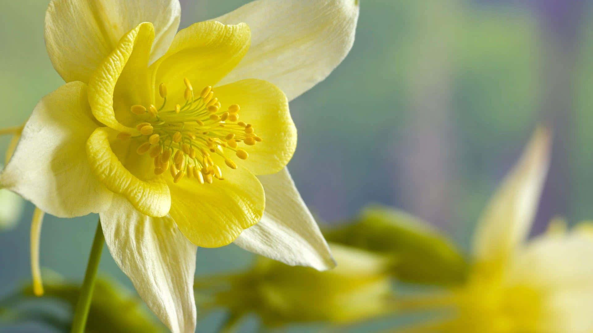 yellow daffodils, columbine flower, vibrant yellow, Full HD Desktop Wallpaper