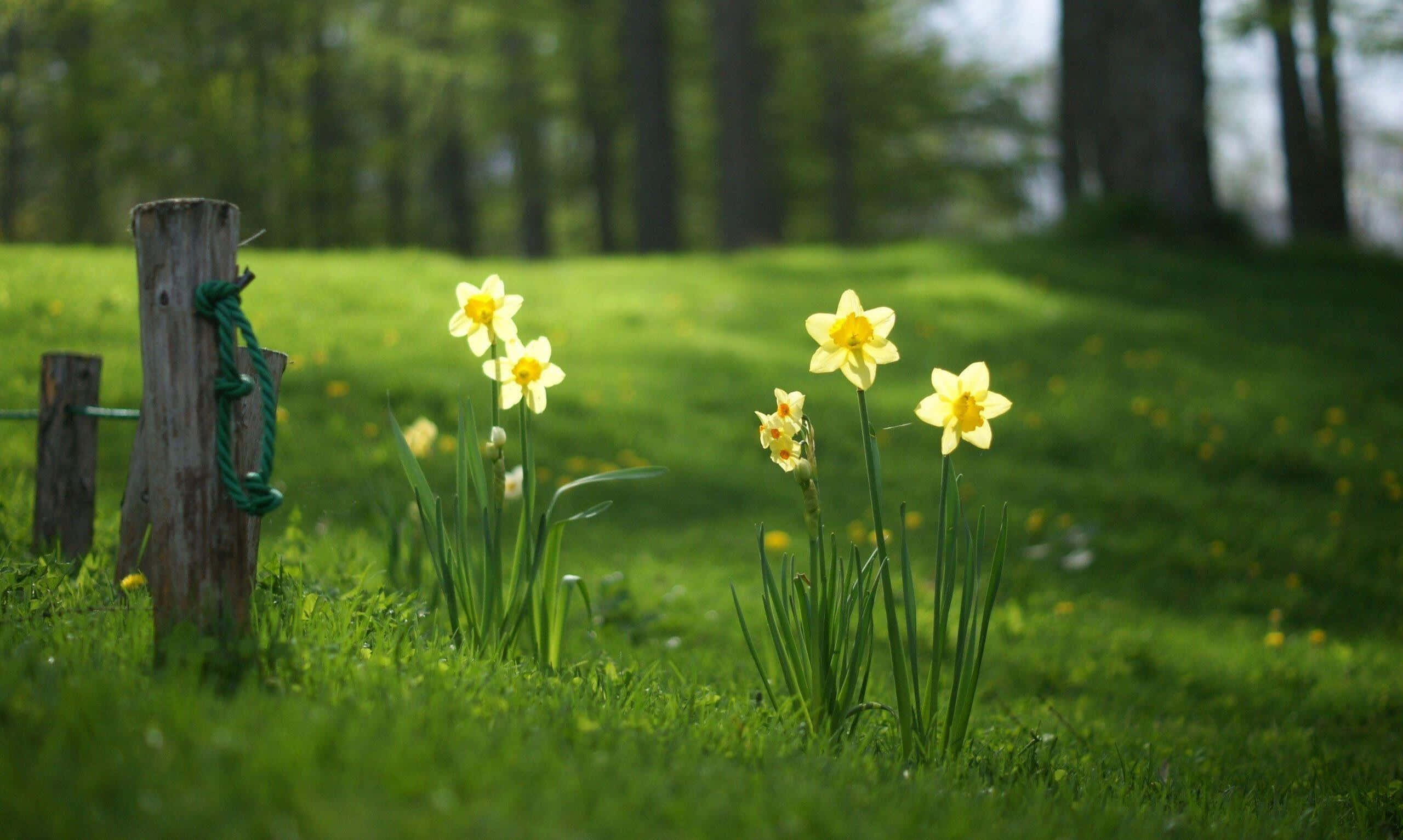 Yellow Daffodils, vibrant yellow daffodils, sunlit green meadow, 2K Desktop Wallpaper