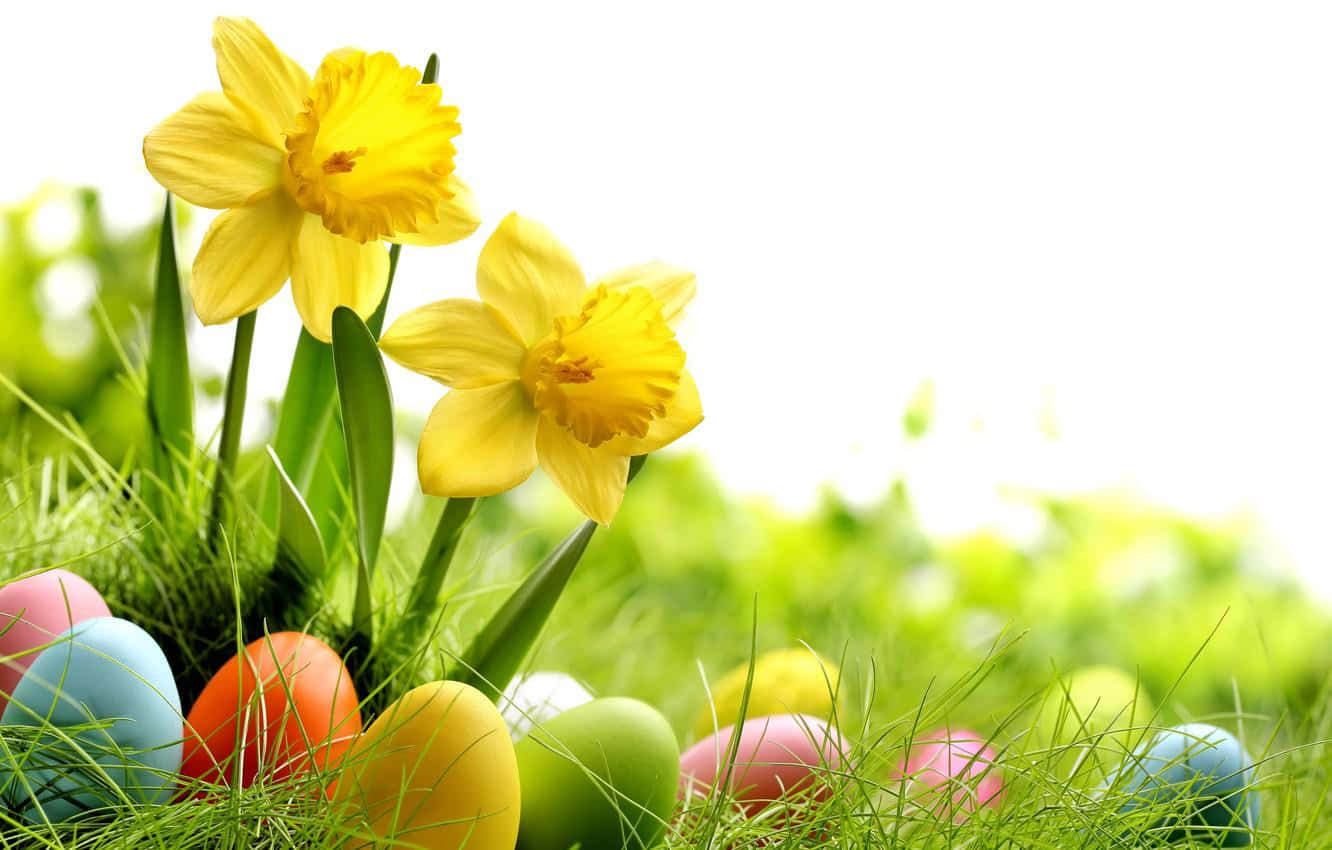 Yellow Daffodils, vibrant yellow daffodils, colorful Easter eggs, HD Desktop Wallpaper