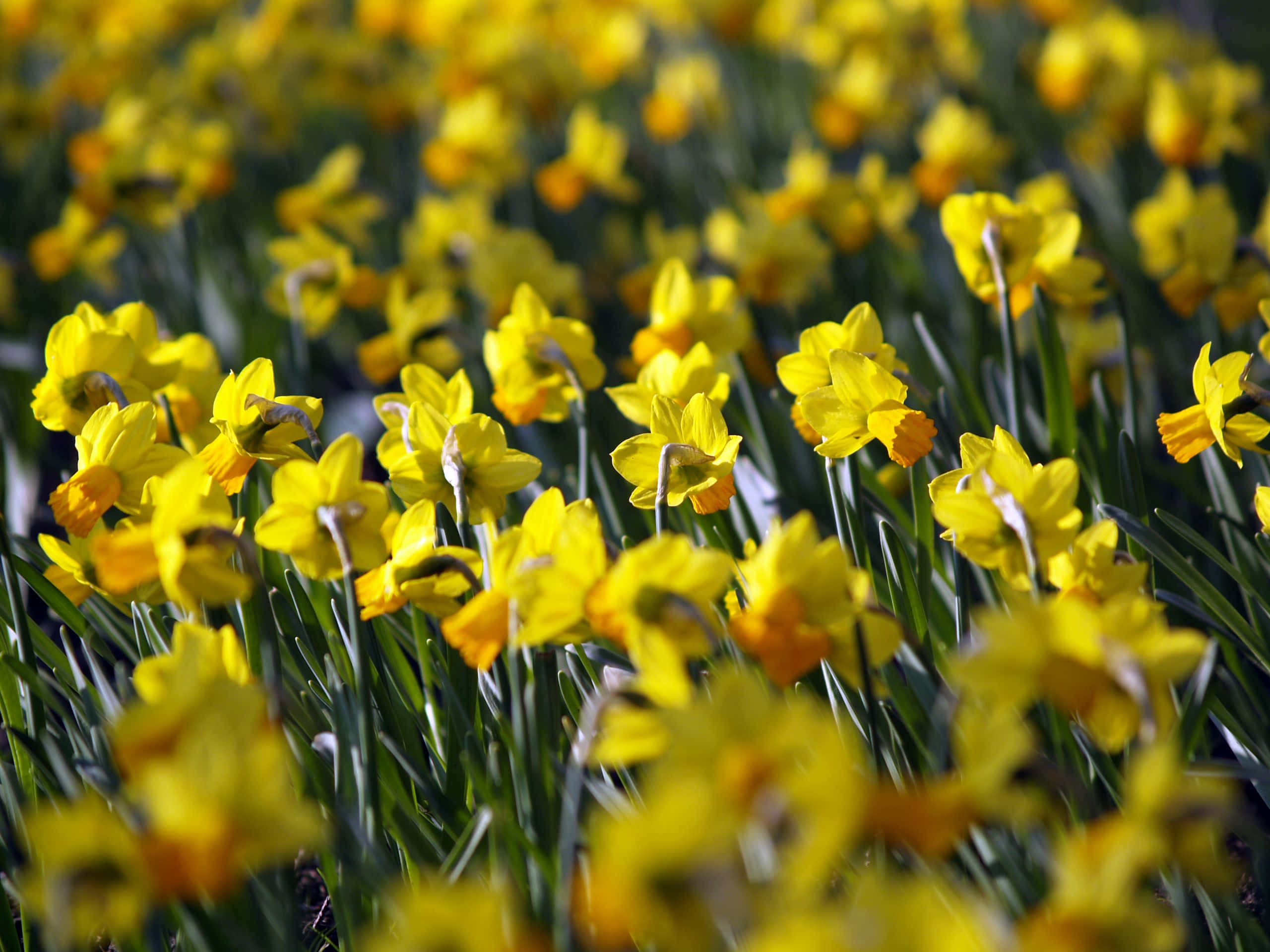 yellow daffodils, vibrant field, bright sunlight, 2K Desktop Wallpaper