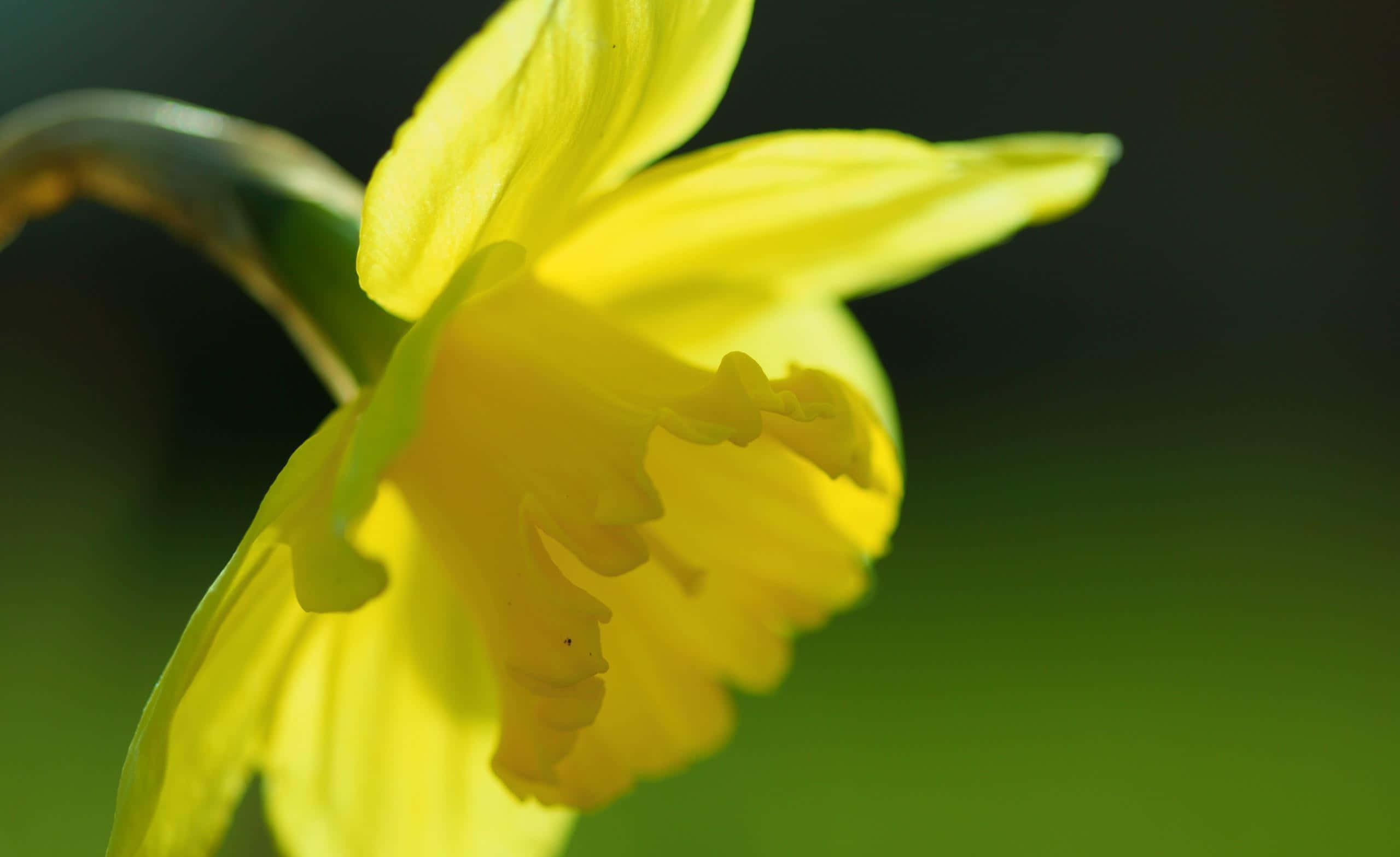 Yellow Daffodils, vibrant yellow, daffodil, 2K Desktop Wallpaper