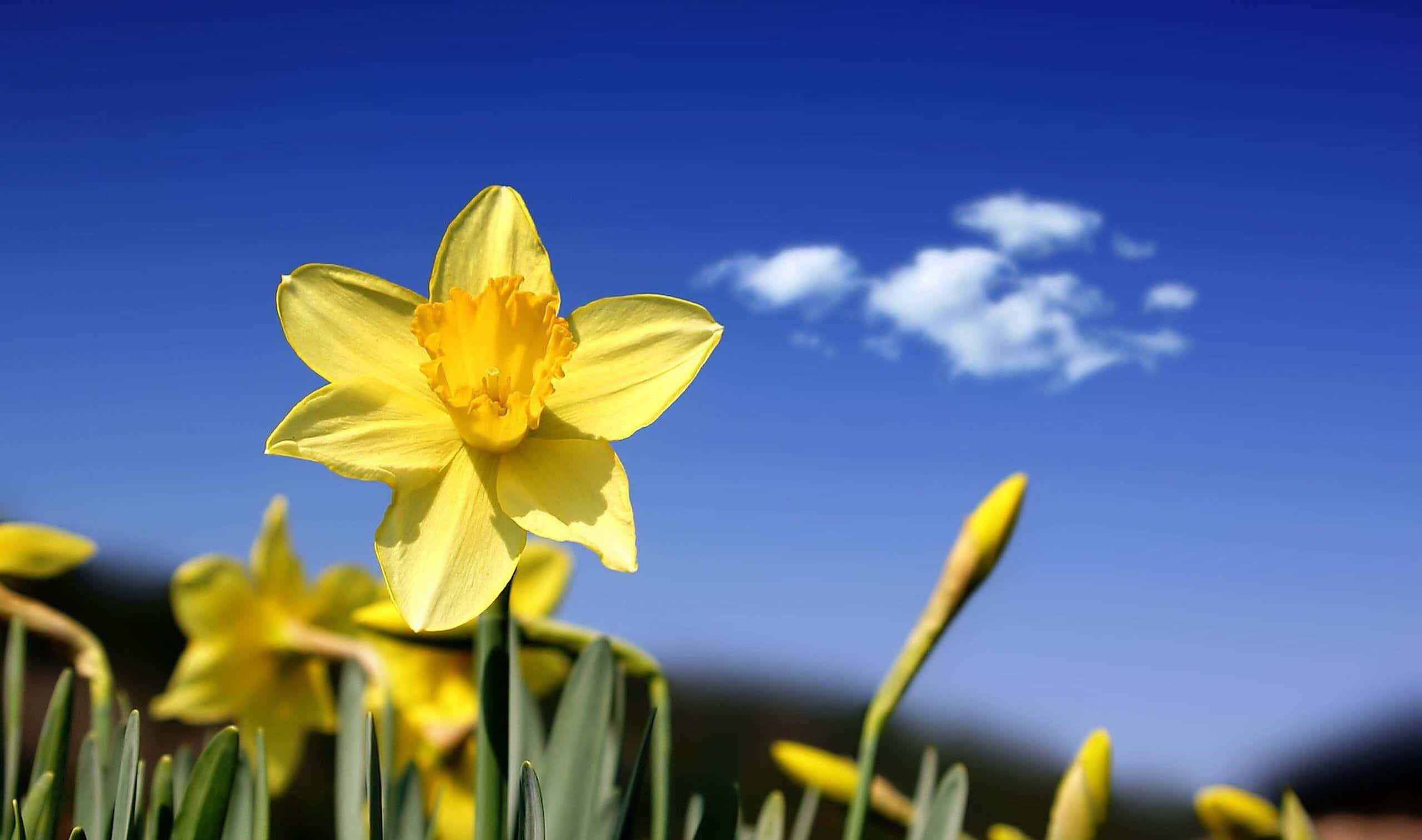 Yellow Daffodils, vibrant yellow, clear blue sky, 2K Desktop Wallpaper