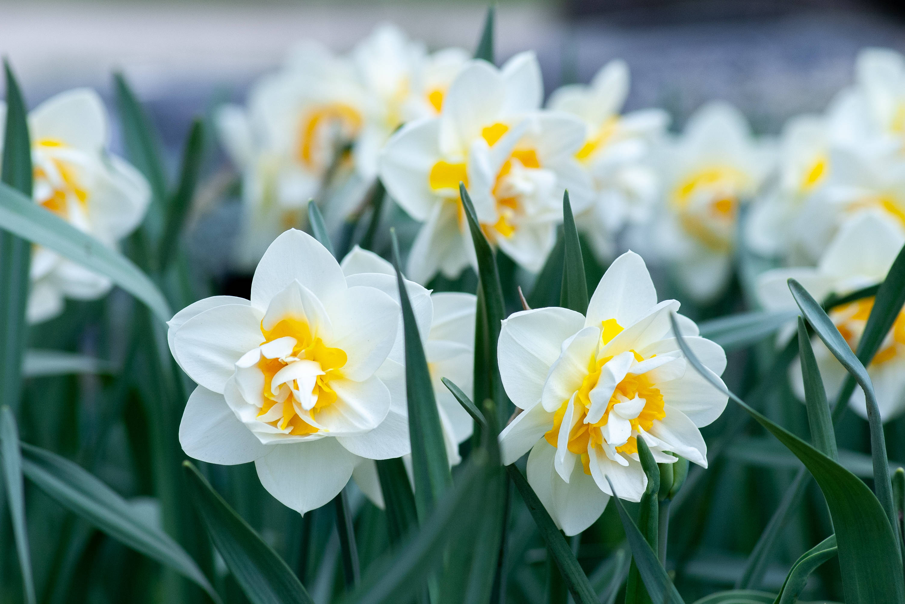 Spring White Yellow Daffodils, white daffodils, bright yellow centers, 2K Desktop Wallpaper