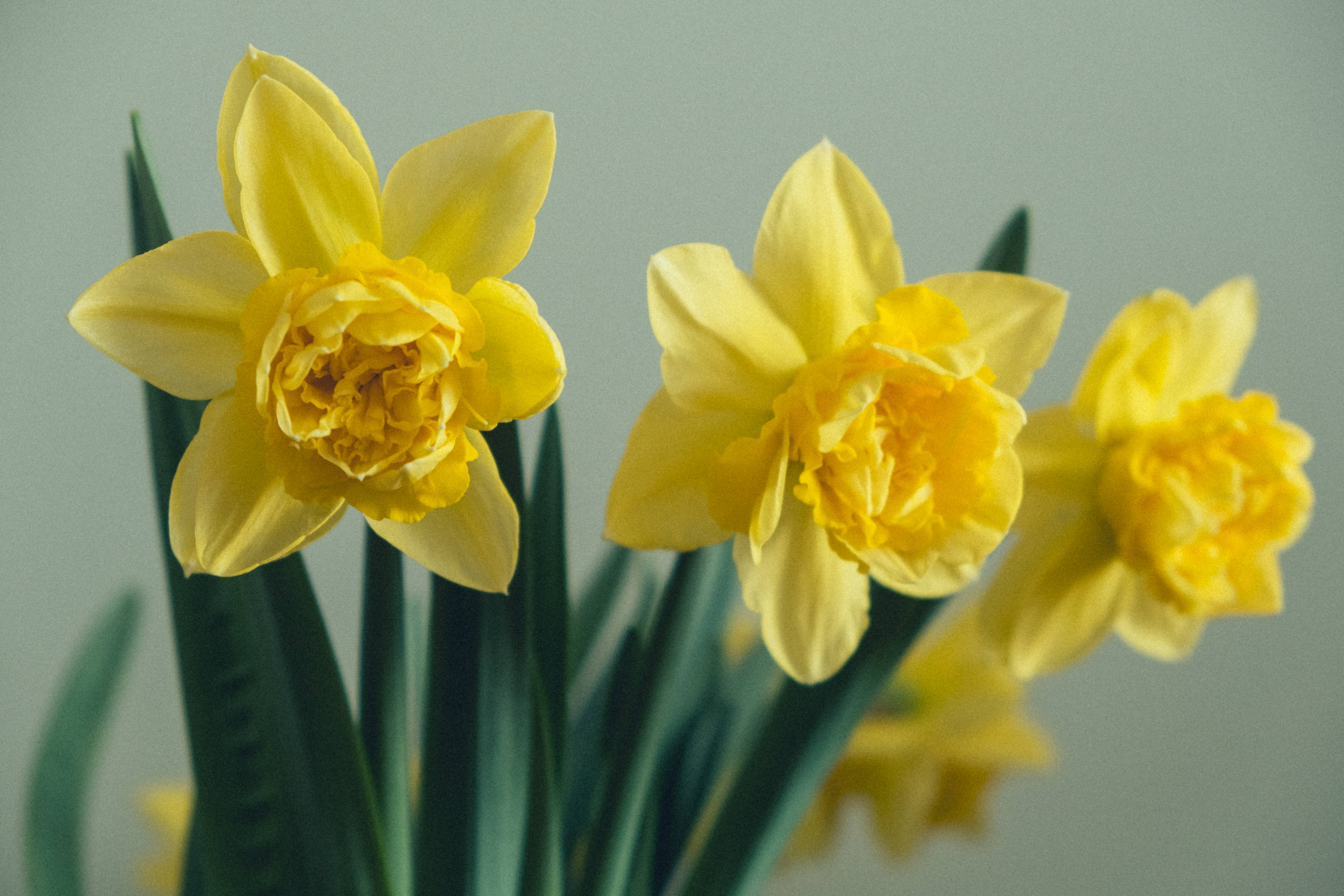 Yellow Daffodils, ruffled petals, green stems, 5K Desktop Wallpaper