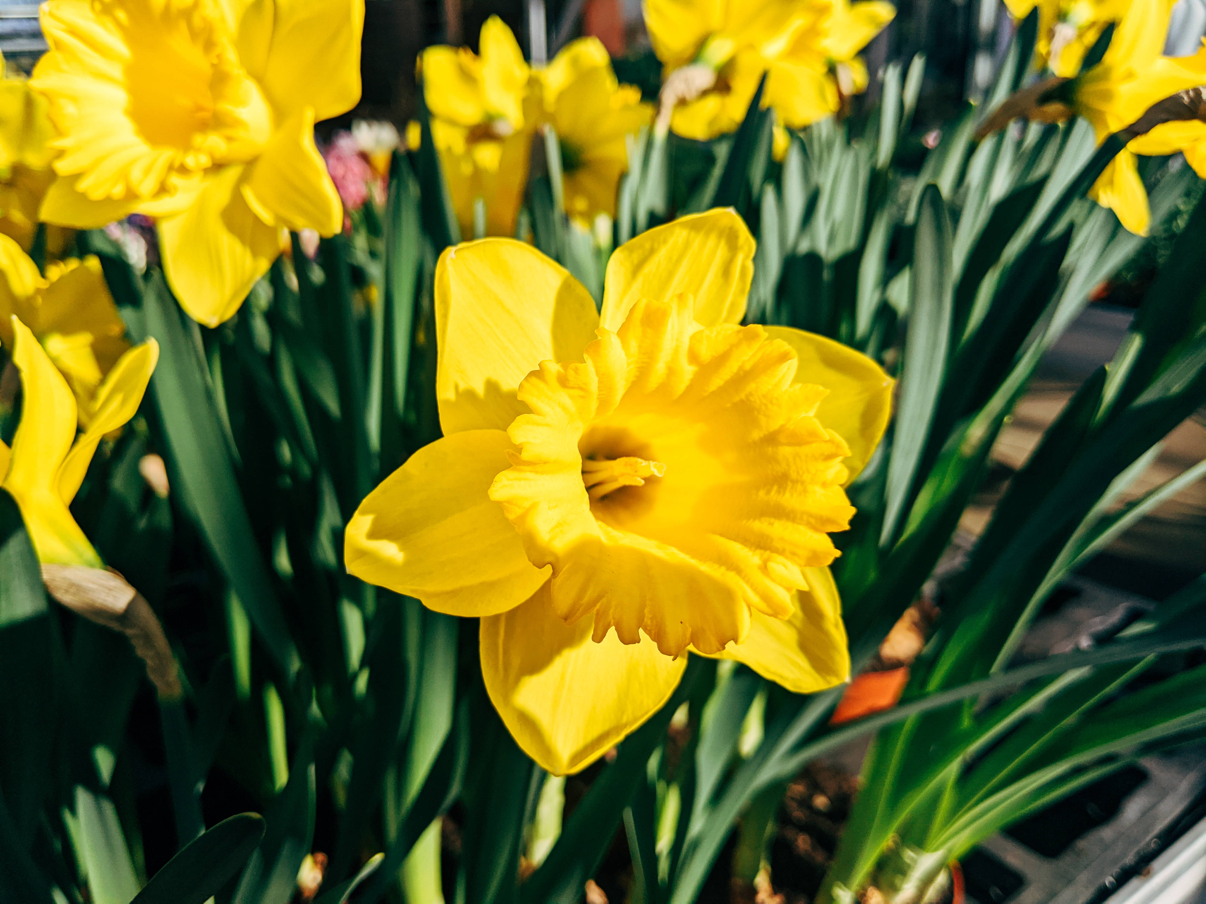 Yellow Daffodils, springtime, bright sunlight, 4K Desktop Wallpaper