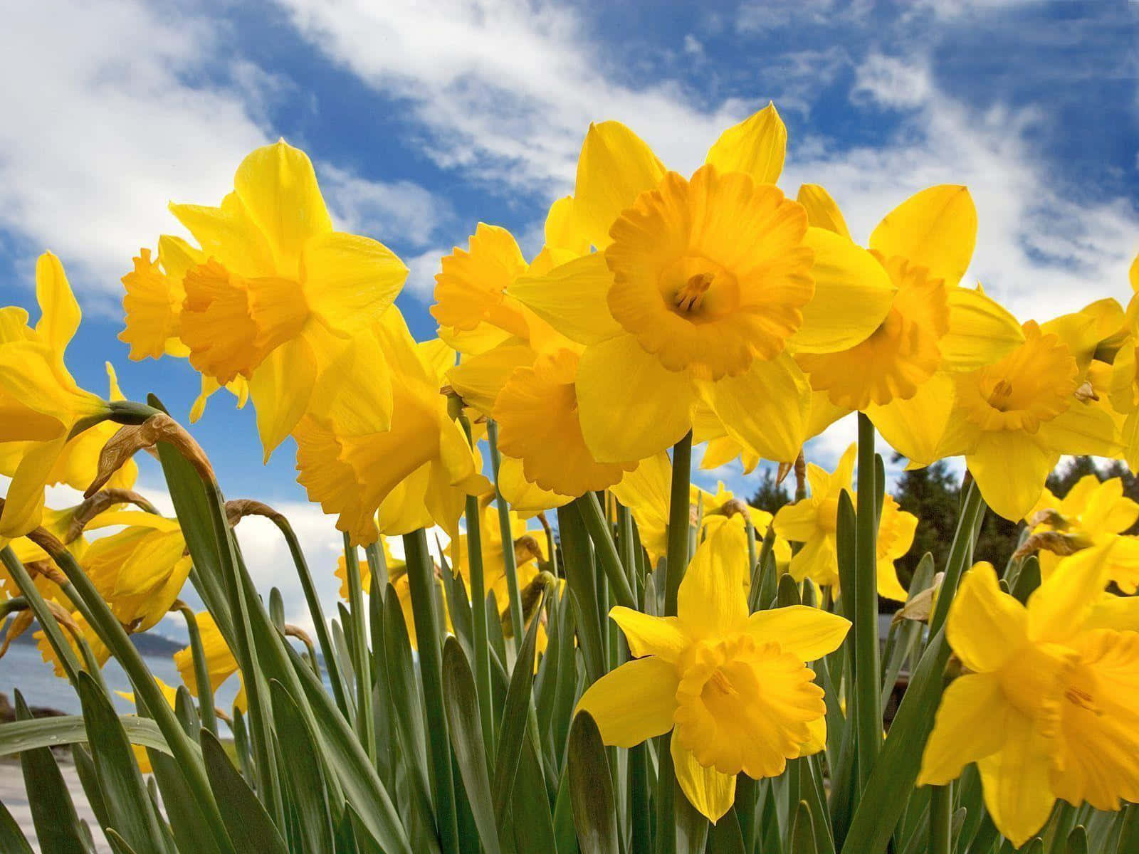 Yellow Daffodils, vibrant yellow daffodils, sunny field, HD Desktop Wallpaper