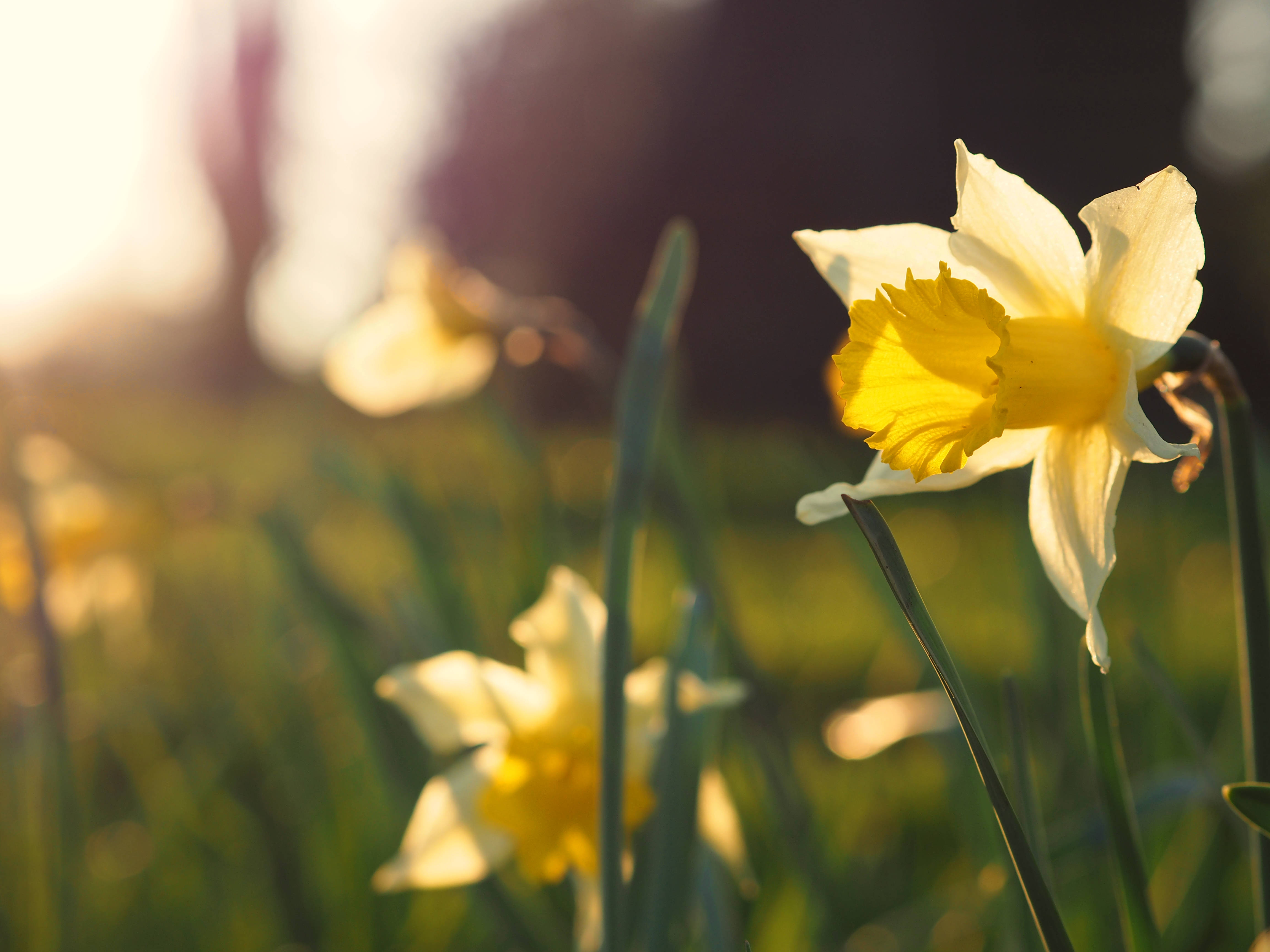 daffodils, spring sunset, golden sunlight, 4K Desktop Wallpaper