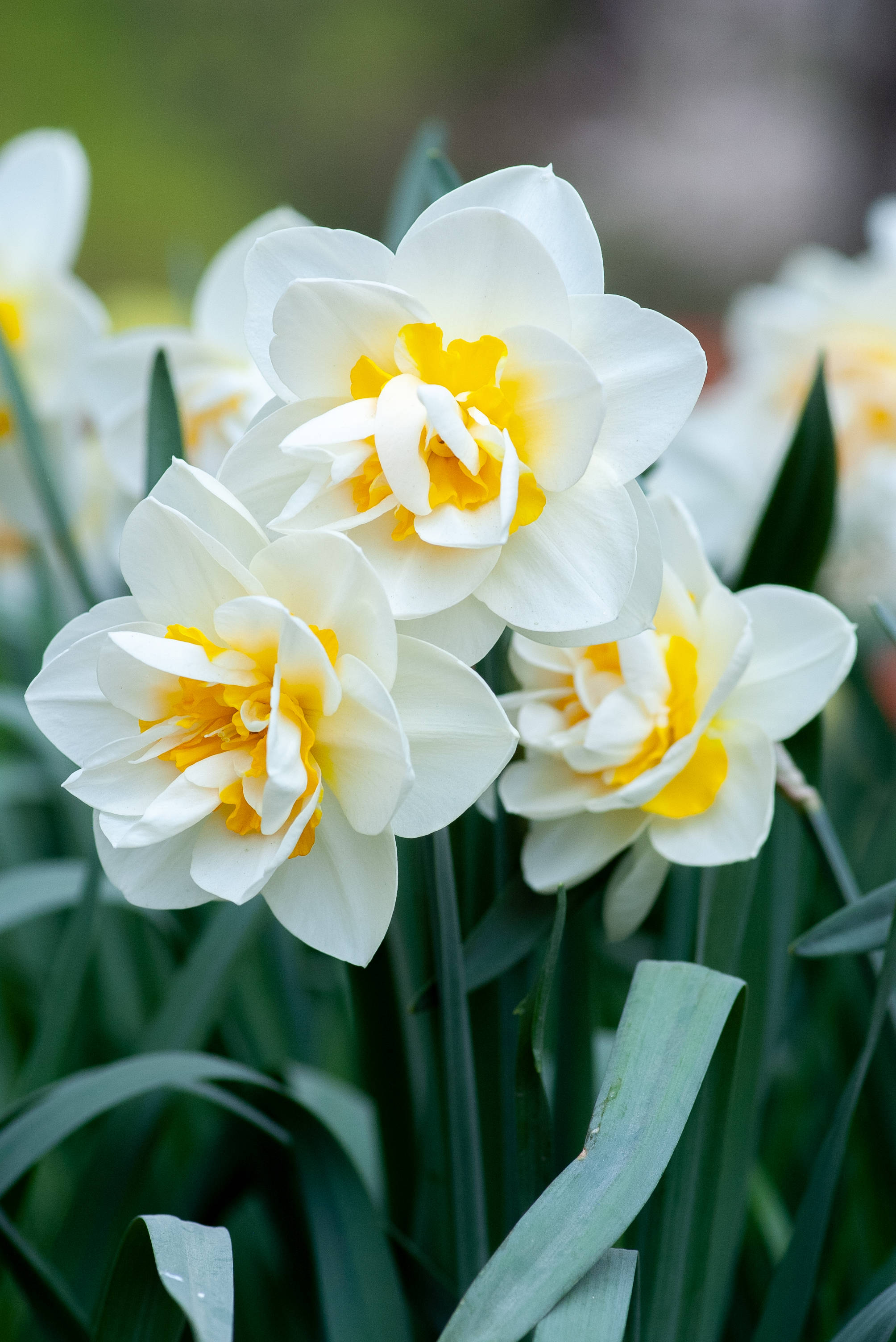 vibrant yellow centers, pristine white daffodils, lush green foliage, 2K Phone Wallpaper