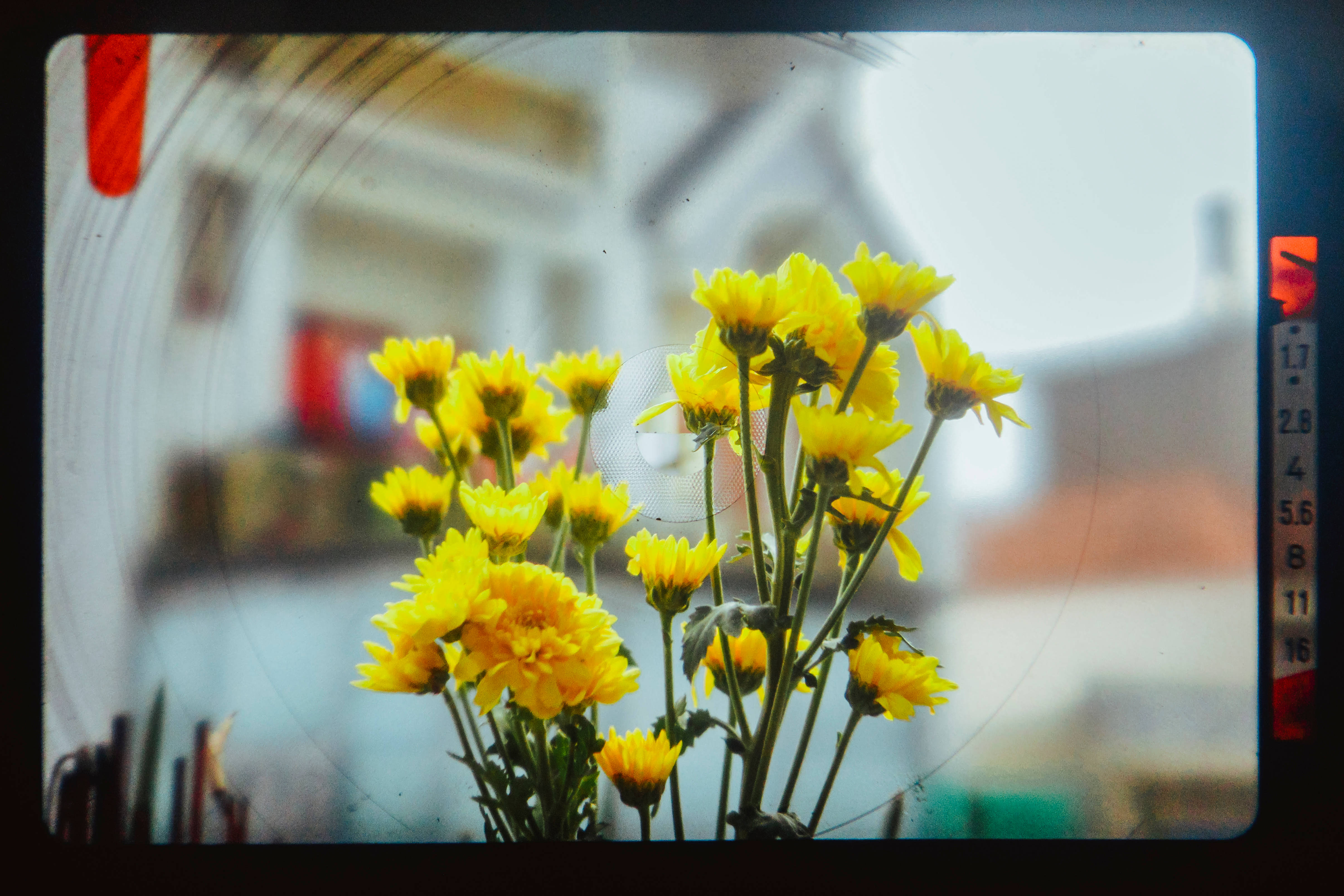 Yellow Daffodils, vibrant yellow chrysanthemums, soft focus, 4K Desktop Wallpaper