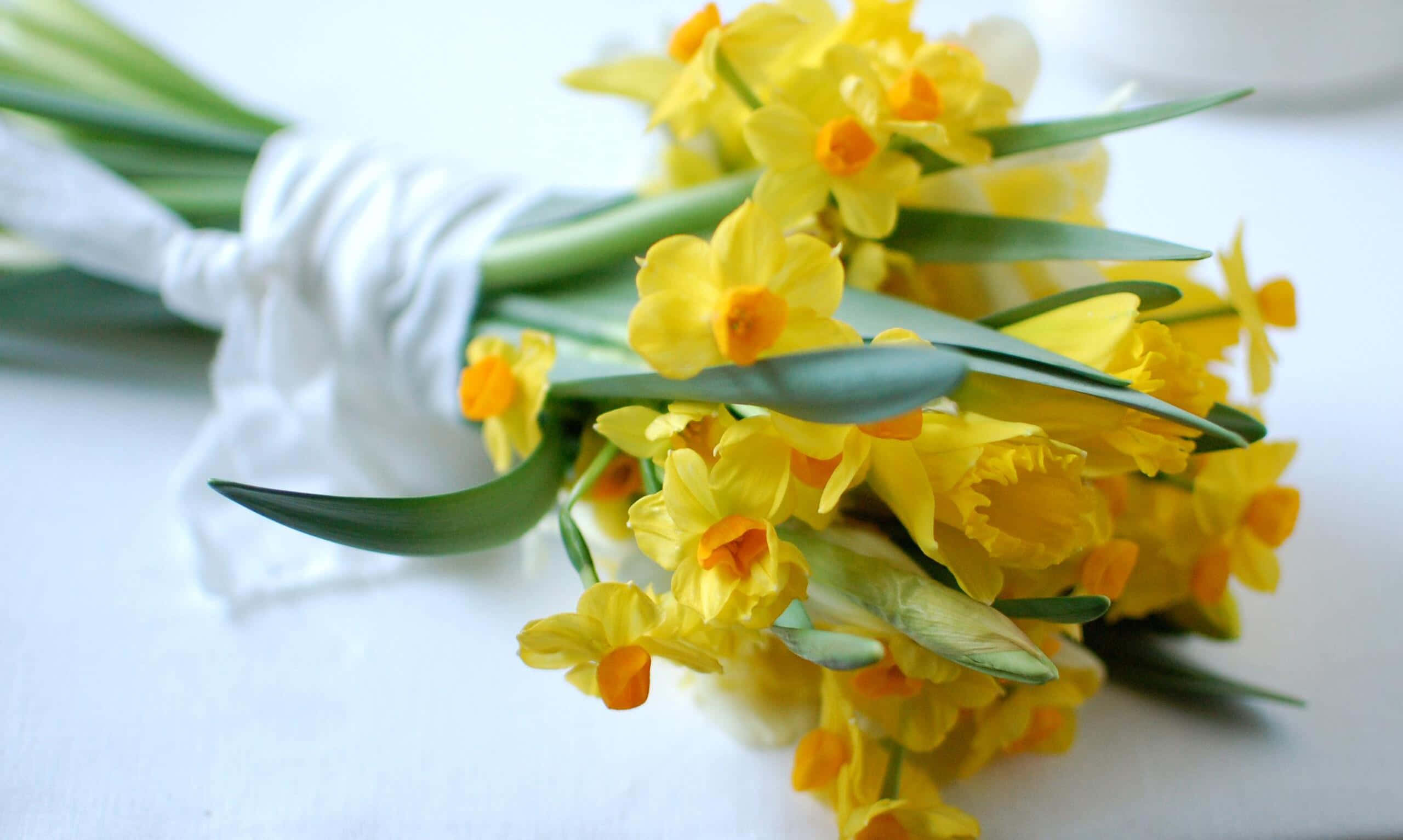 yellow daffodils, vibrant bouquet, yellow daffodils with green stems, 2K Desktop Wallpaper