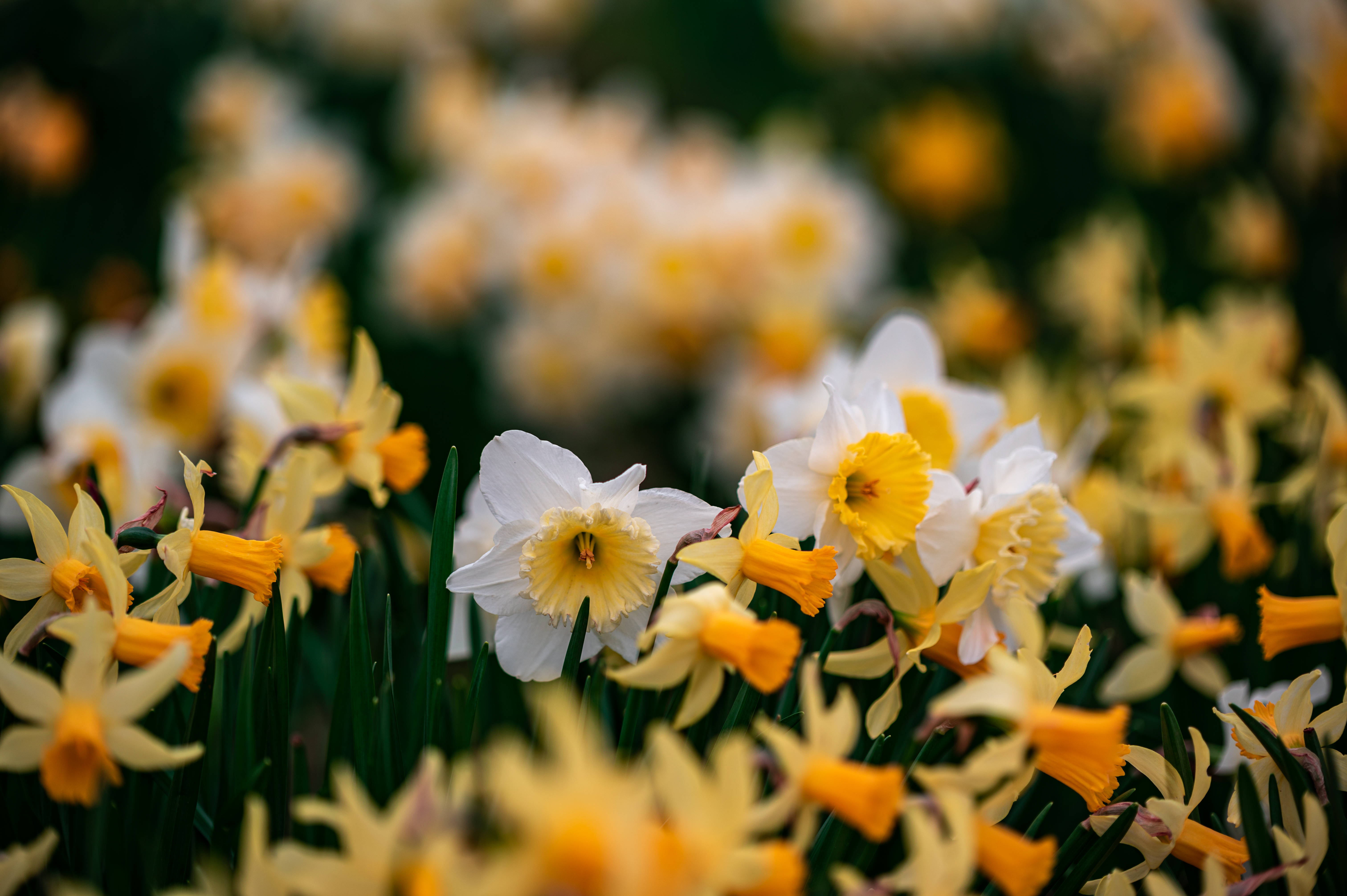daffodil flowers, white petals, golden centers, 5K Desktop Wallpaper