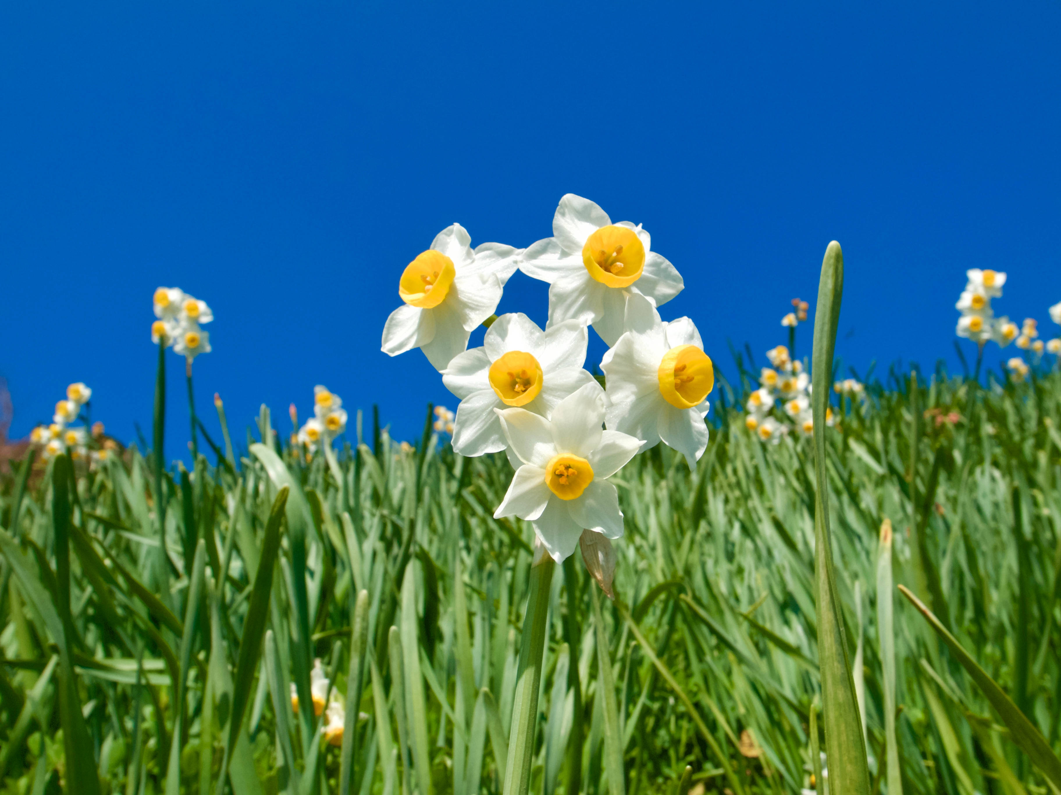 Minnow Daffodils, yellow centers, clear blue sky, 2K Desktop Wallpaper