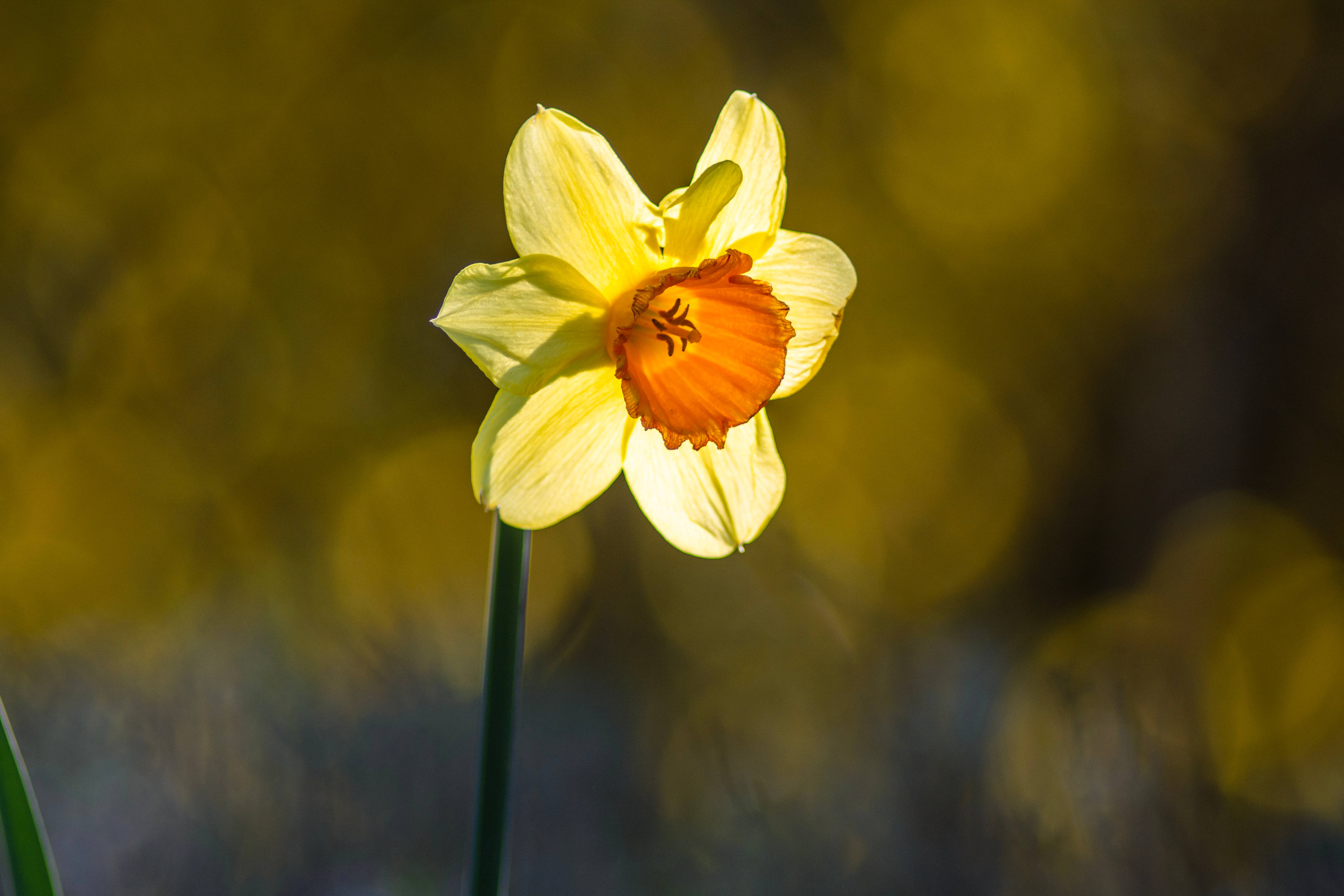 wild daffodil, vibrant yellow, orange center, 4K Desktop Wallpaper
