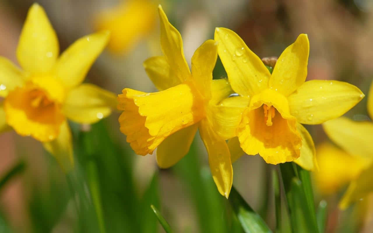 Yellow Daffodils, vibrant yellow daffodils, dewdrops, HD Desktop Wallpaper