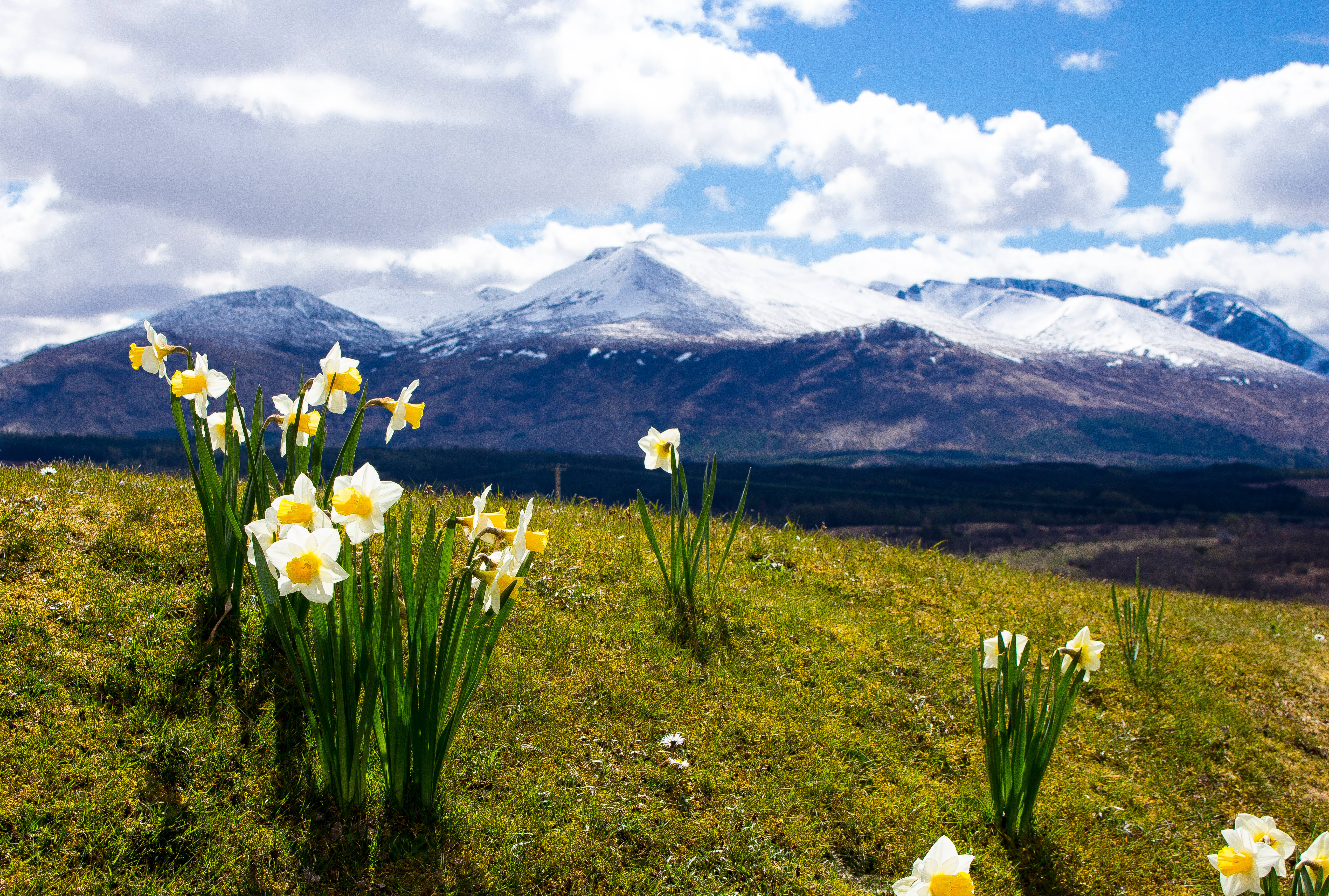 daffodils, snowy blue mountains, sunlit grassy hill, 5K Desktop Wallpaper