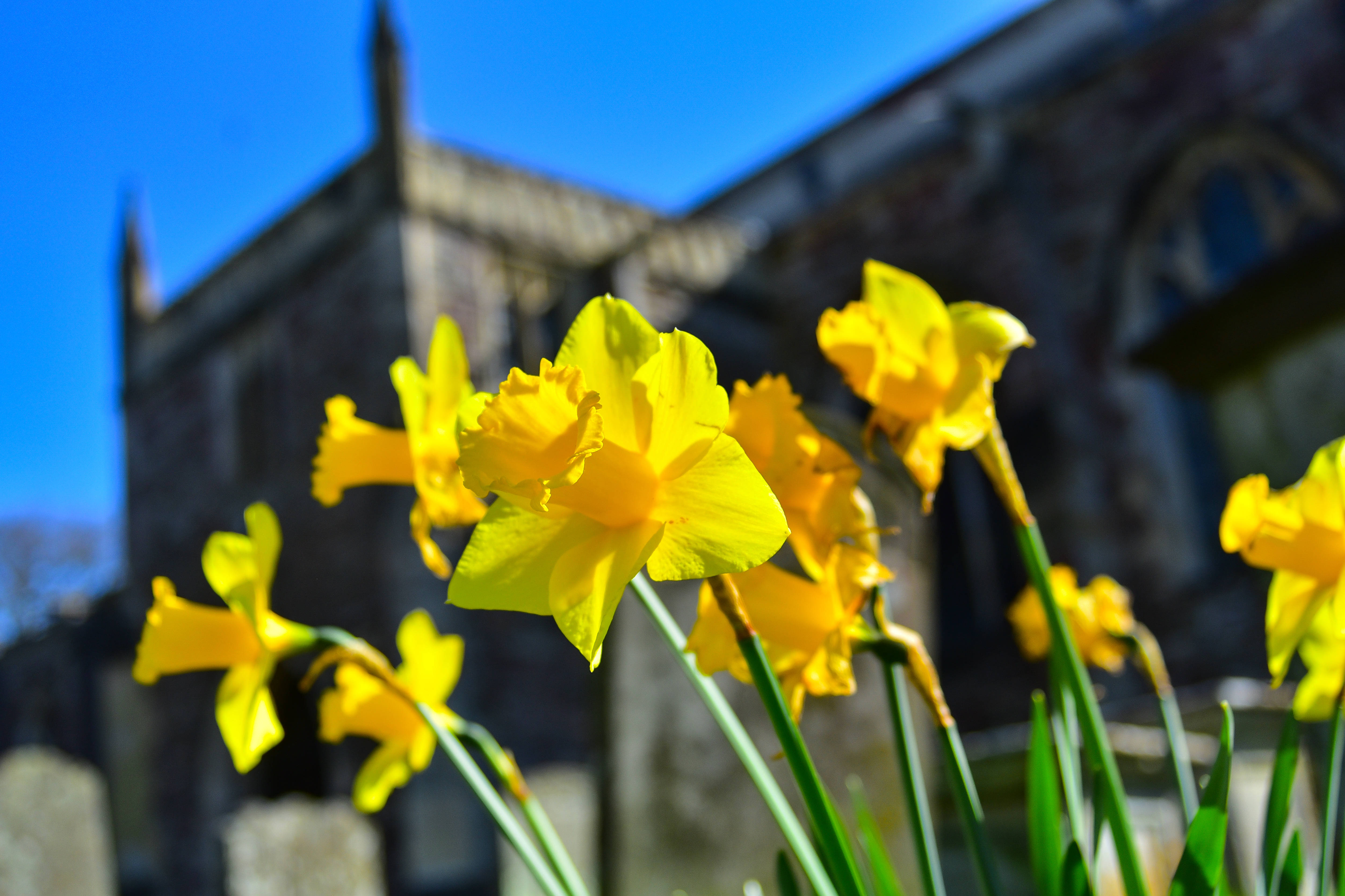 daffodils, blurred castle wall, historic stone church, 4K Desktop Wallpaper