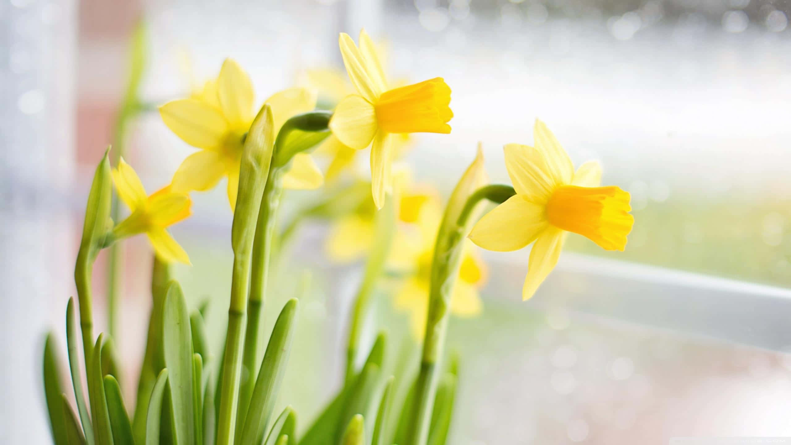 Yellow Daffodils, vibrant yellow daffodils, green stems, 2K Desktop Wallpaper