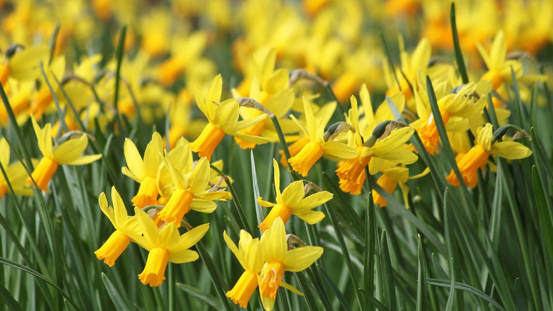 yellow daffodils, green stems, vibrant field, Full HD Desktop Wallpaper