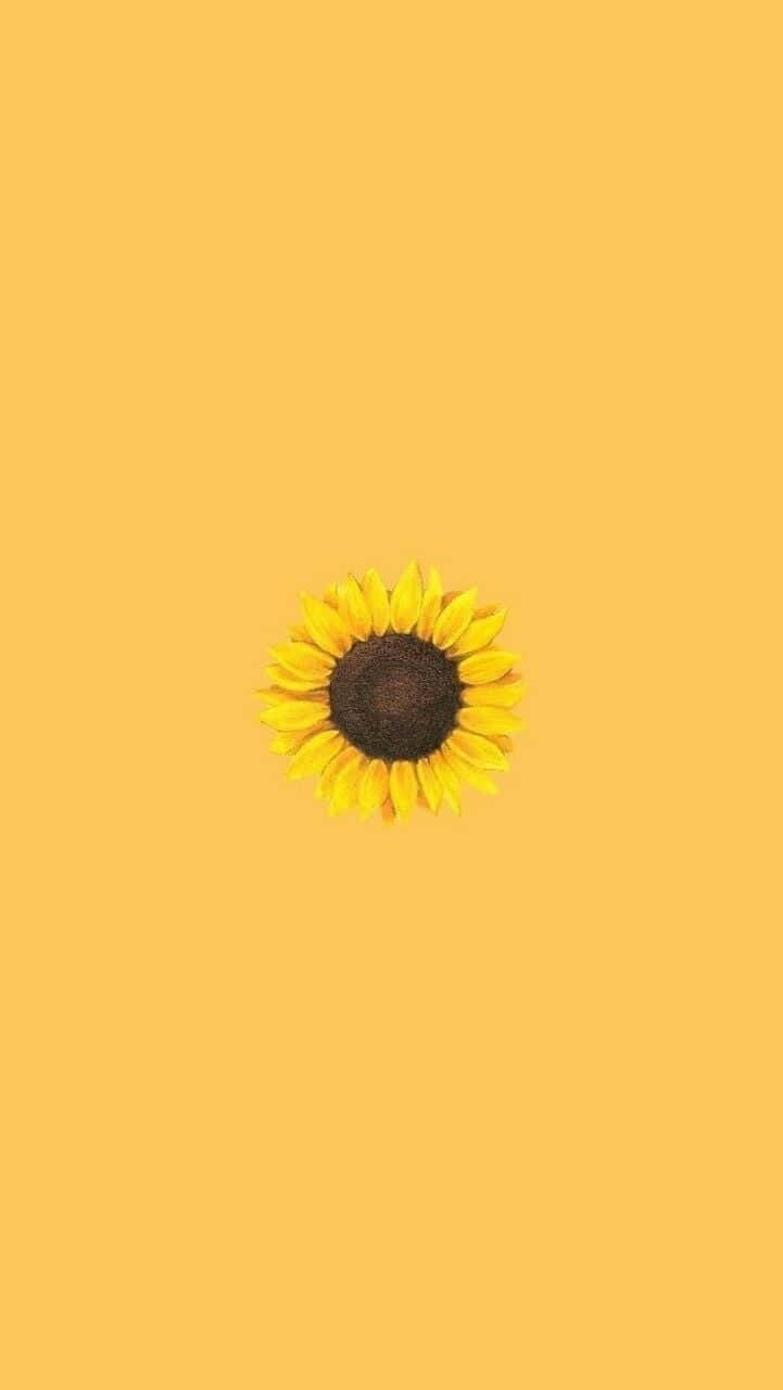sunflower, yellow background, warm yellow, HD Phone Wallpaper