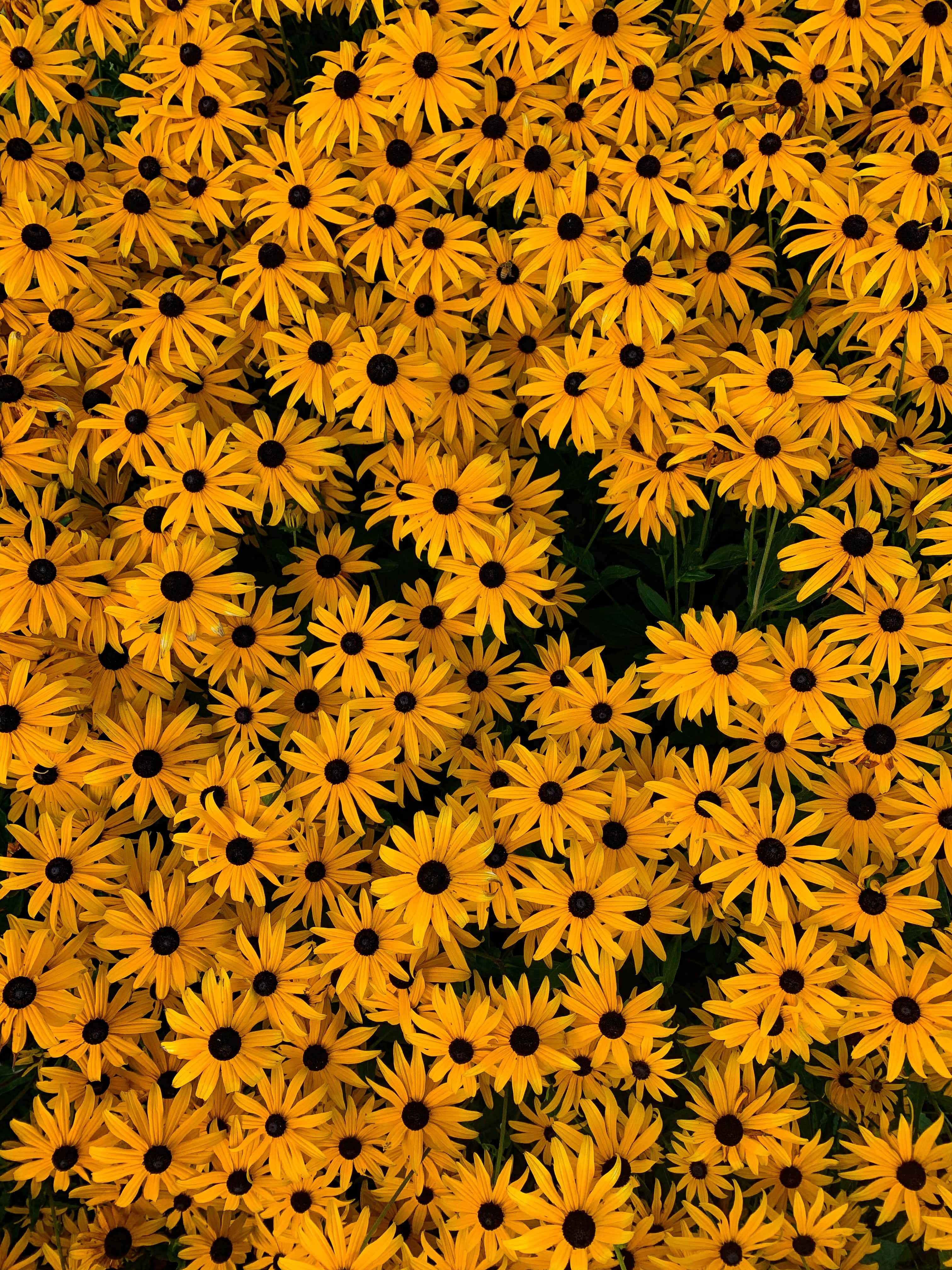 yellow black-eyed susans, dark centers, bright sunlight, 4K Phone Wallpaper