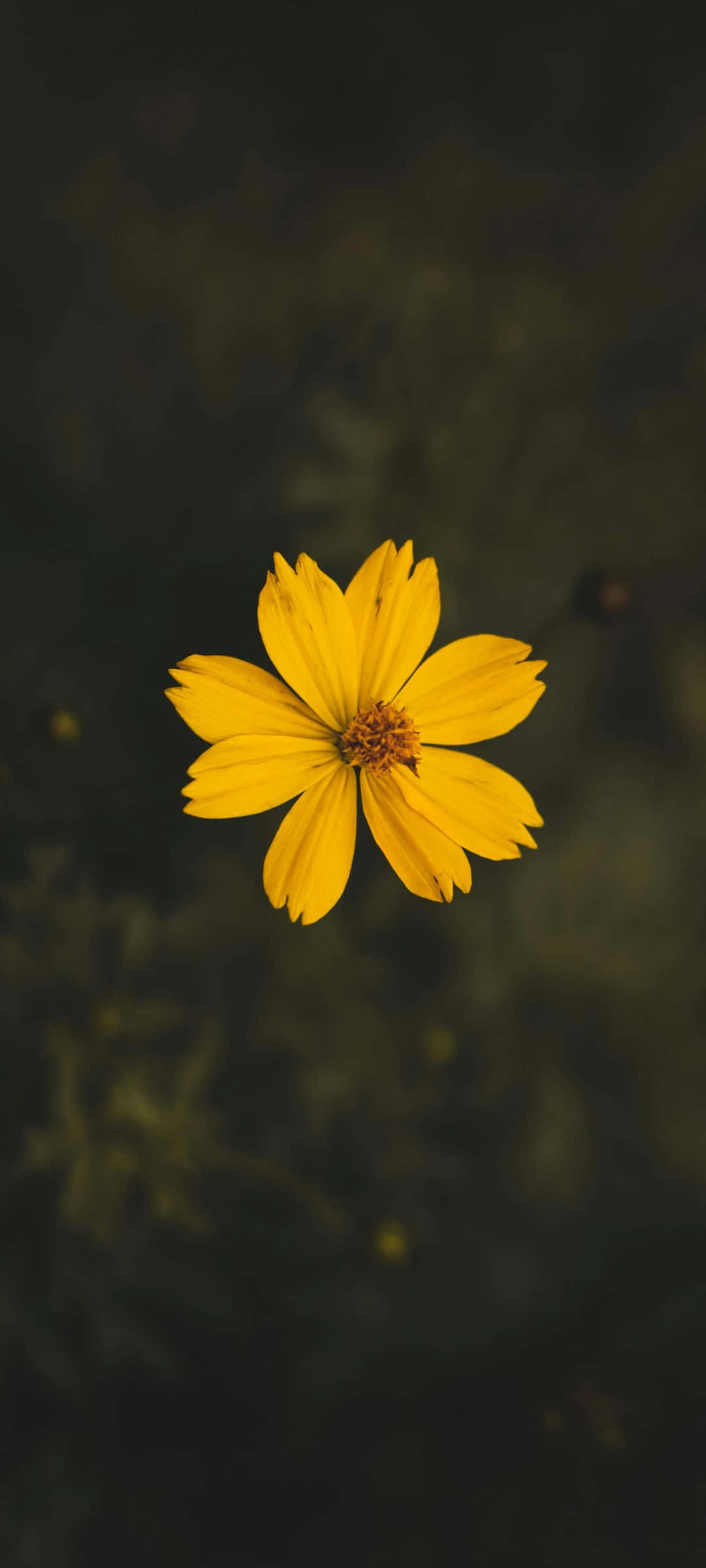 vibrant yellow flower, delicate petals, softly blurred dark green background, Full HD Phone Wallpaper