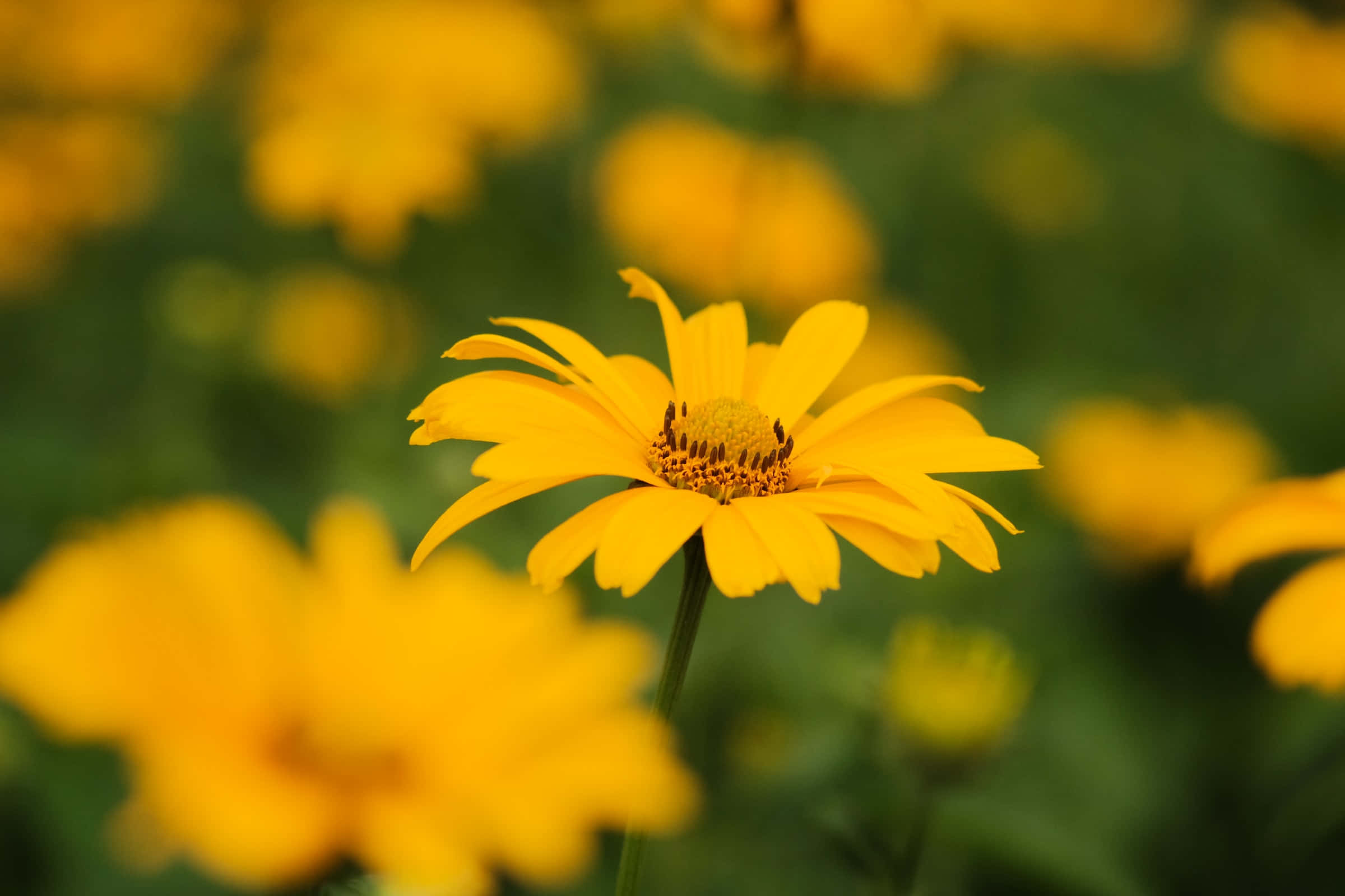 Yellow Cute Flower, vibrant yellow daisy, soft blurred field of similar blooms, Full HD Desktop Wallpaper