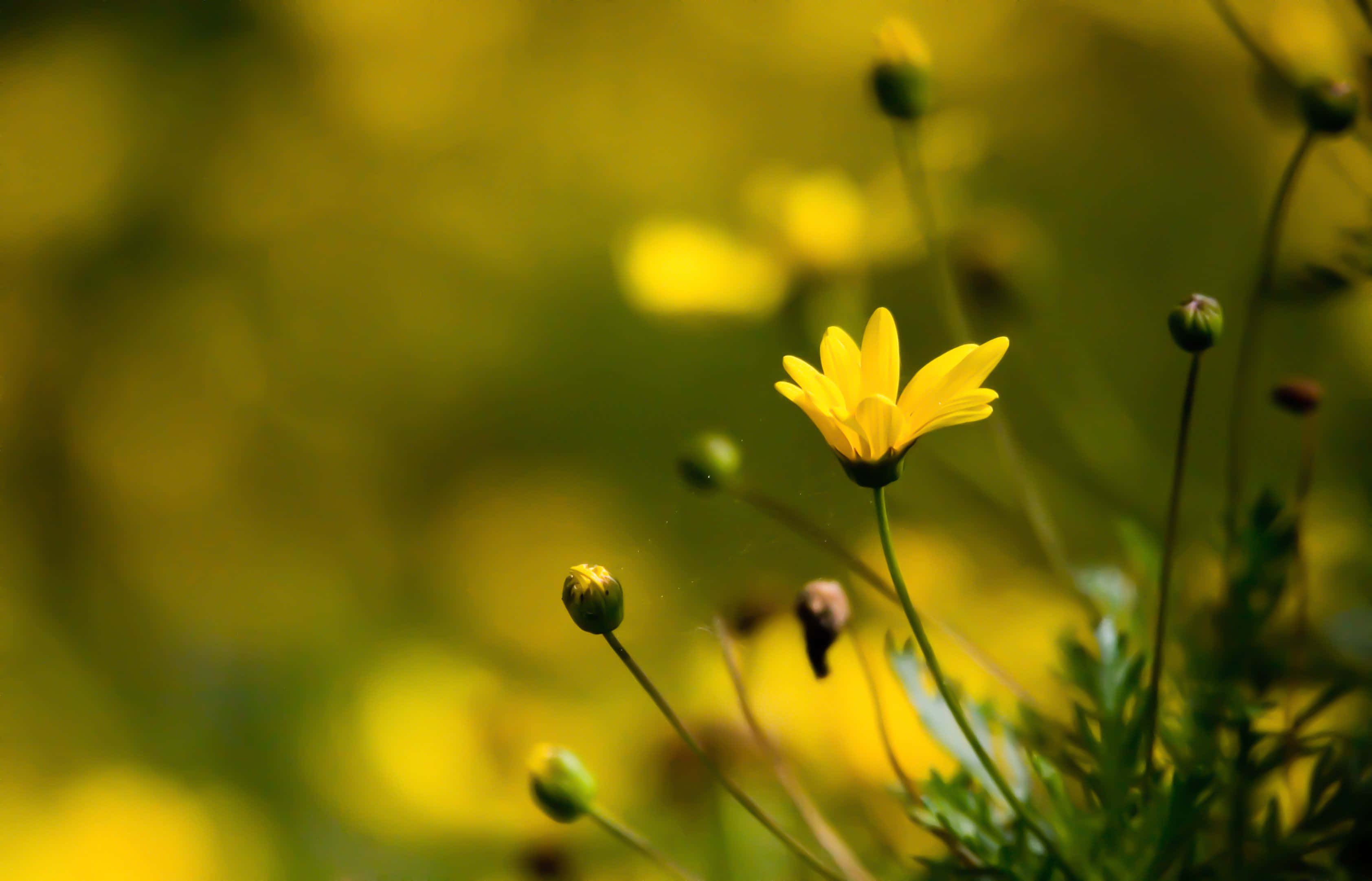 yellow daisy, field, soft green stems, 2K Desktop Wallpaper