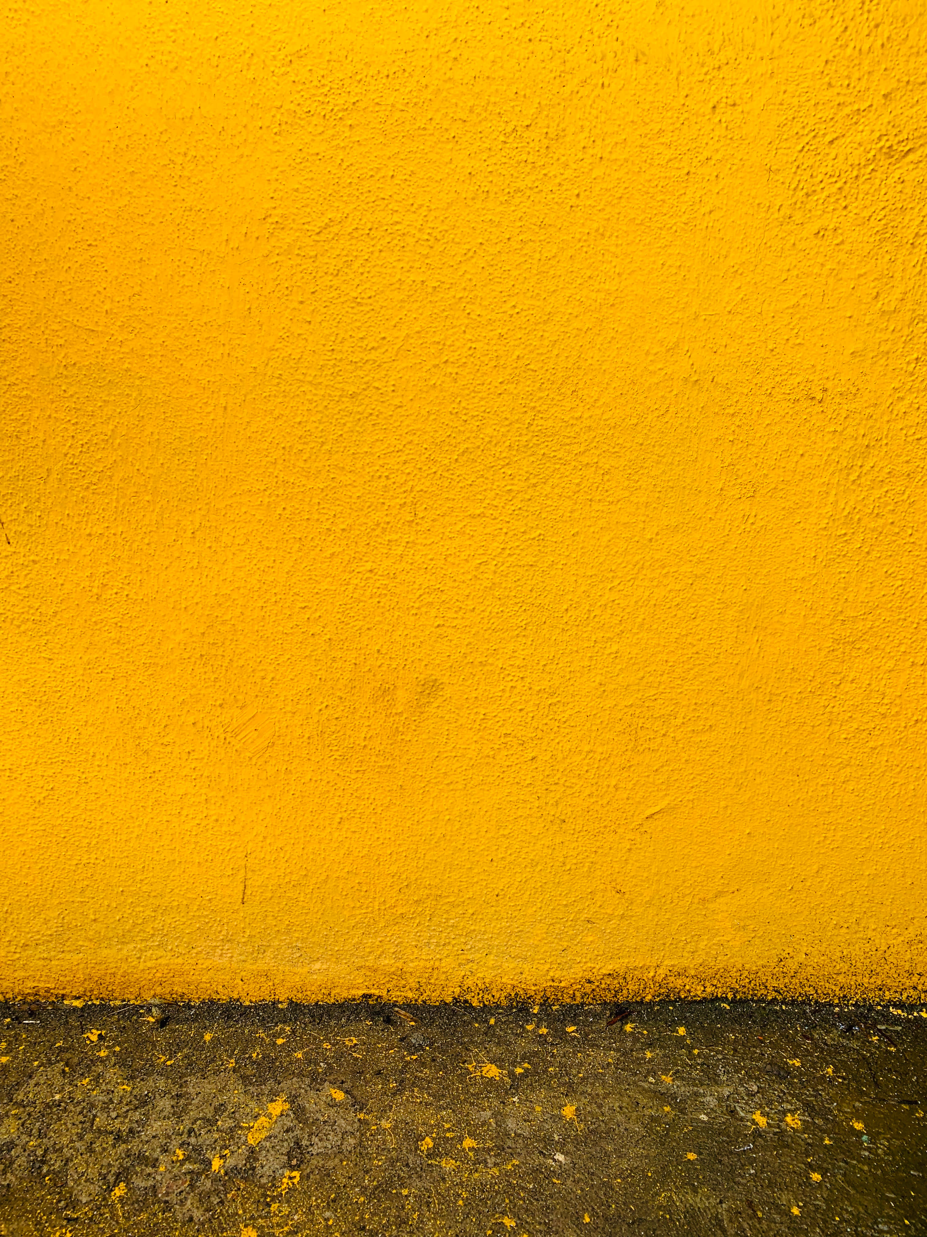 bright yellow flower, vibrant yellow textured wall, gritty concrete base, 4K Phone Wallpaper