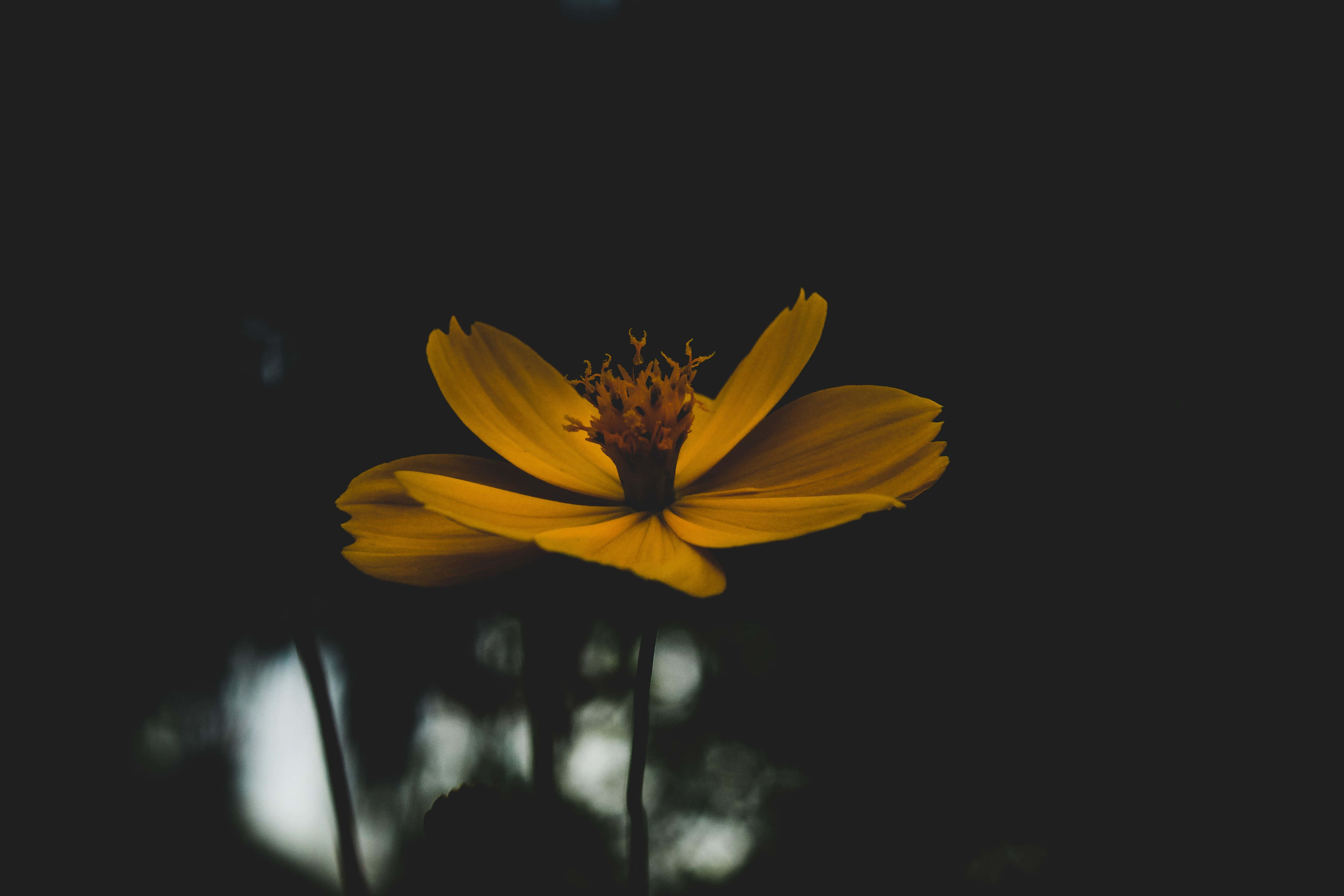 yellow flower, deep black background, blurred foliage, 5K Desktop Wallpaper