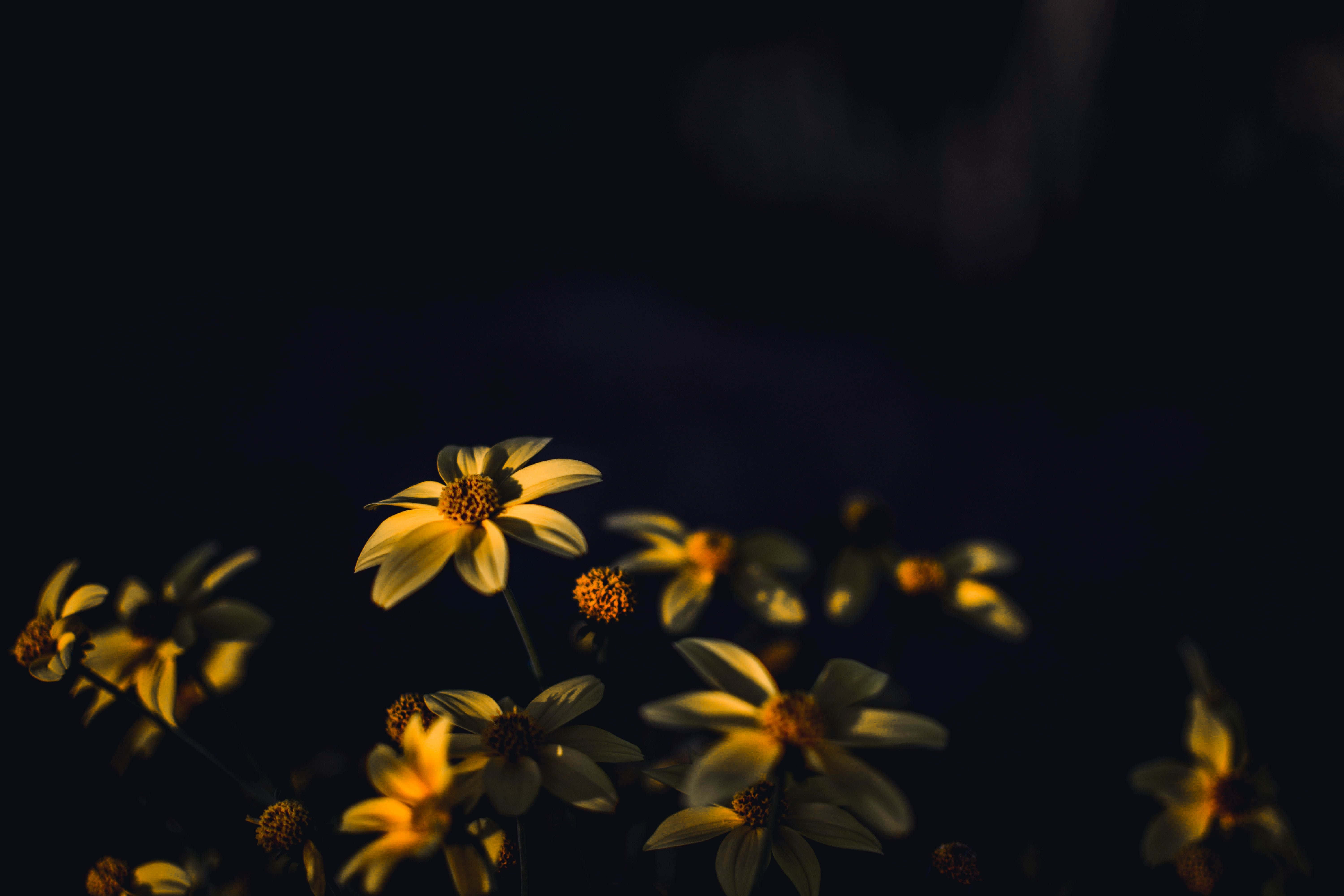 Golden daisy-like flowers, deep black background, dramatic low-light setting, 5K Desktop Wallpaper