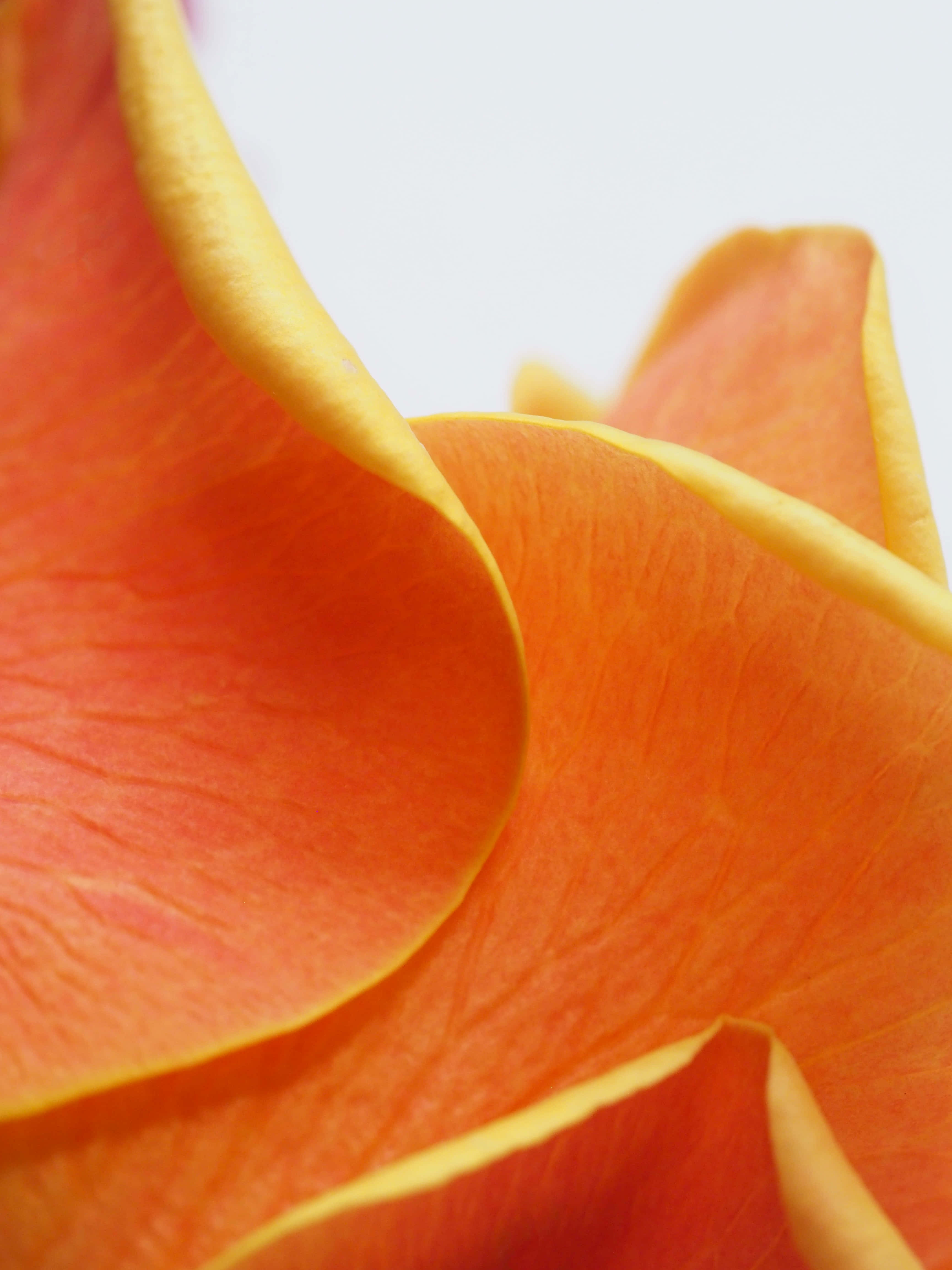 yellow flower, vibrant orange flower petals, yellow edges, 4K Phone Wallpaper