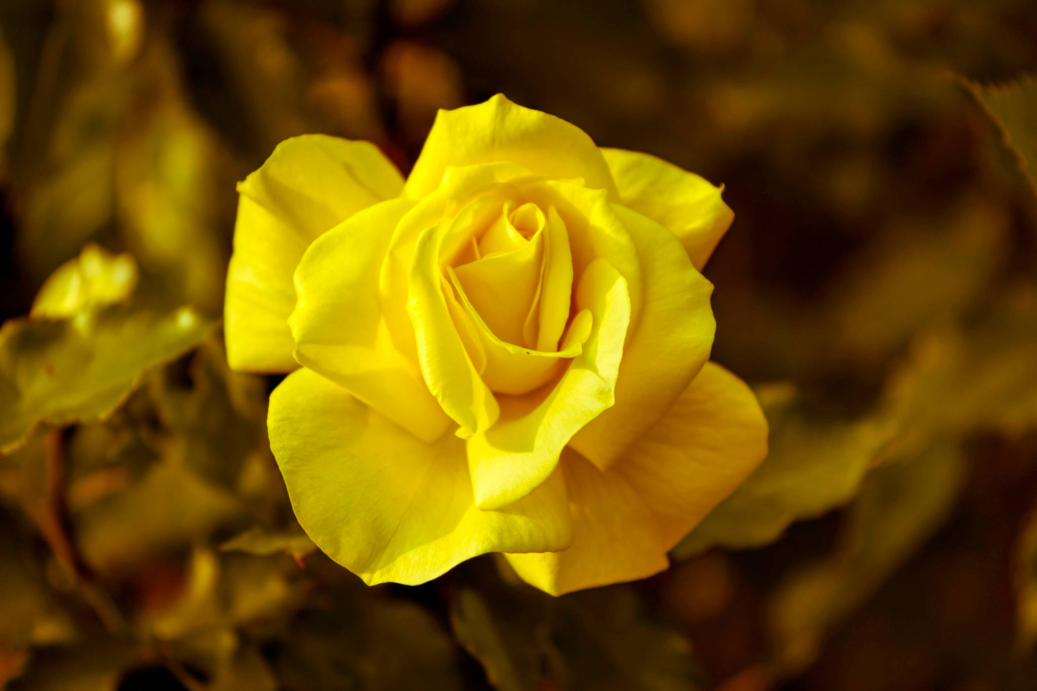 yellow rose, vibrant yellow, blurred golden foliage background, Full HD Desktop Wallpaper