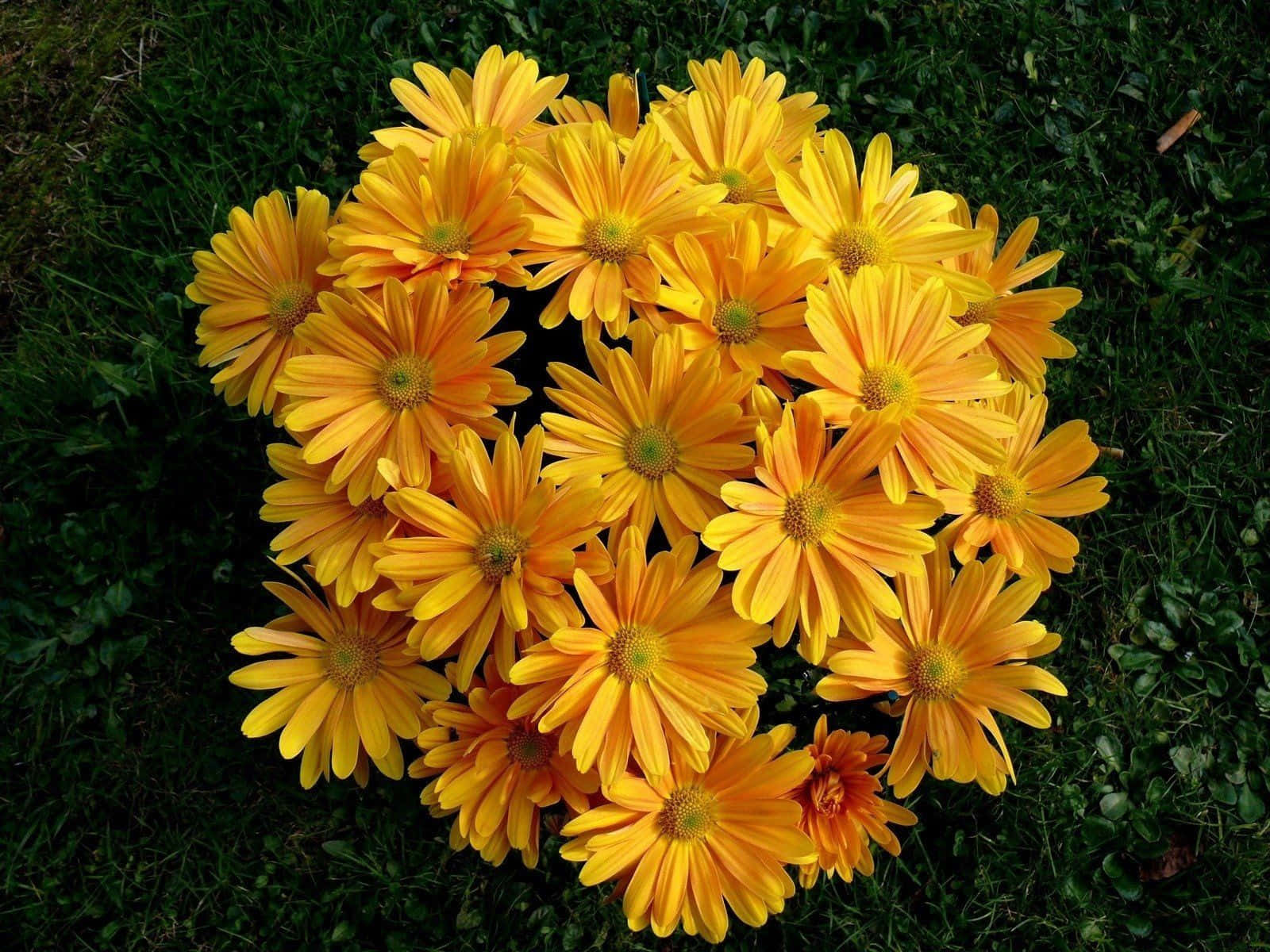yellow daisy, orange daisies, lush green grass, HD Desktop Wallpaper