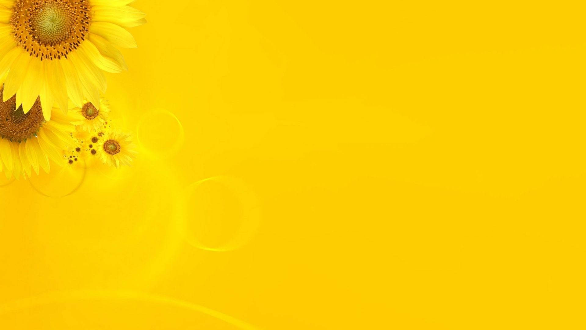 sunflowers, golden yellow background, lens flare effects, Full HD Desktop Wallpaper