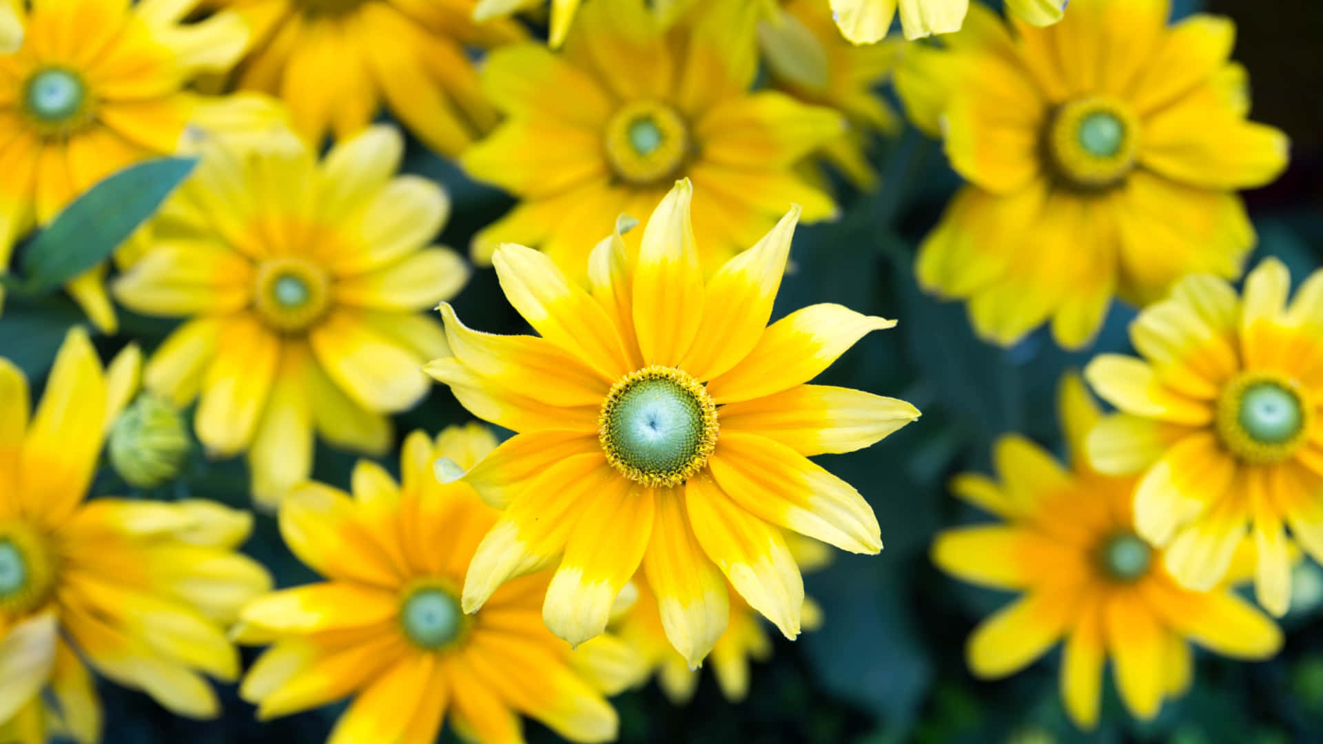 bright yellow floral blooms, vibrant yellow daisies, green centers, Full HD Desktop Wallpaper