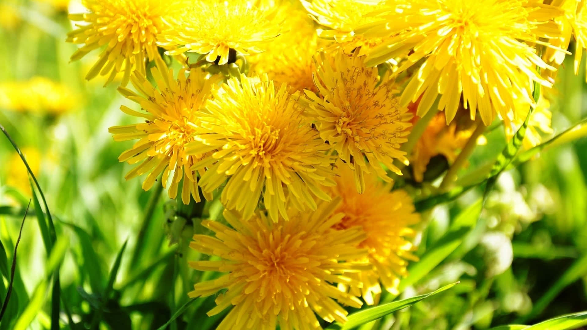 bright yellow dandelion flowers, sunlit green grass, soft bokeh background, Full HD Desktop Wallpaper