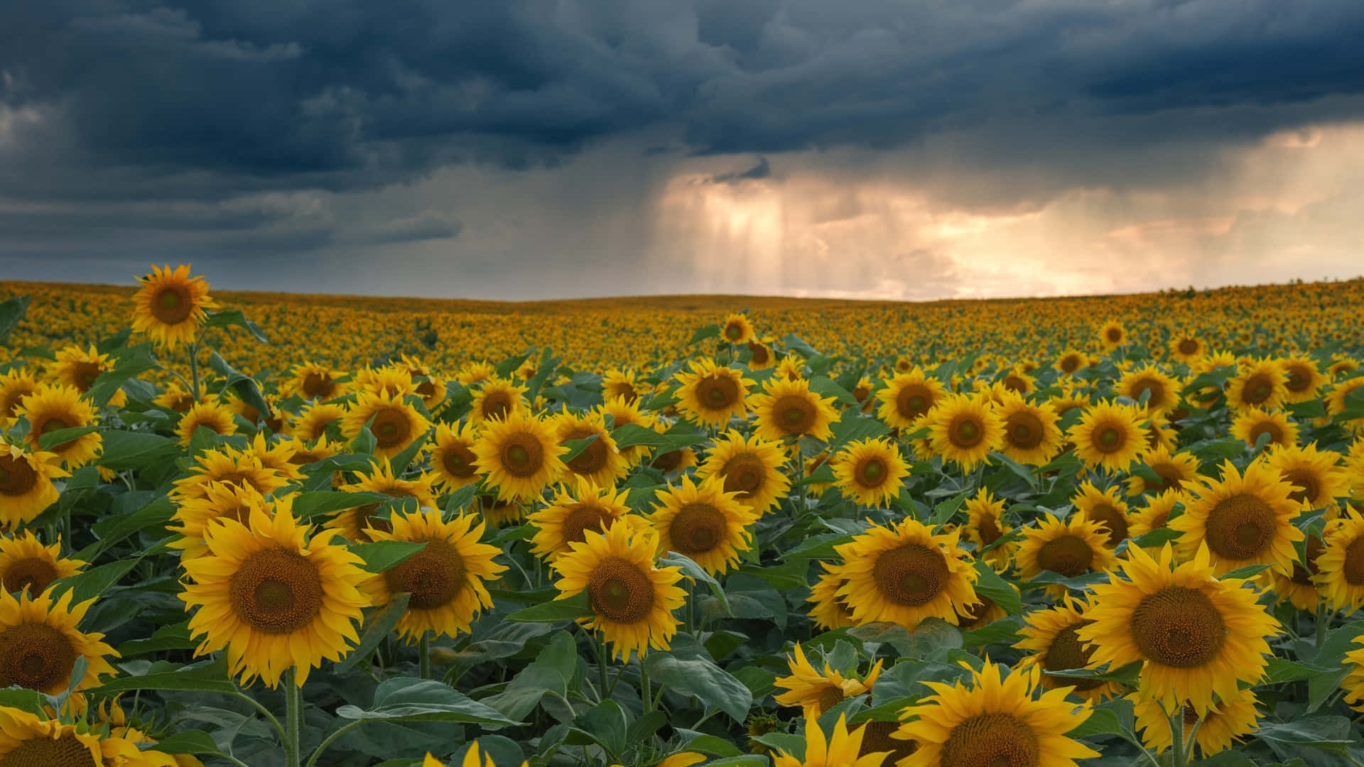 sunflower field, stormy sky, golden light, Full HD Desktop Wallpaper