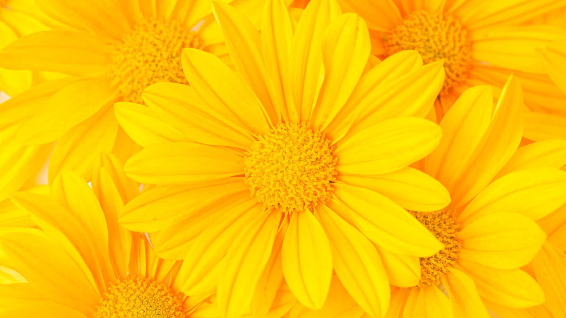 bright yellow daisies, soft petals, textured centers, Full HD Desktop Wallpaper