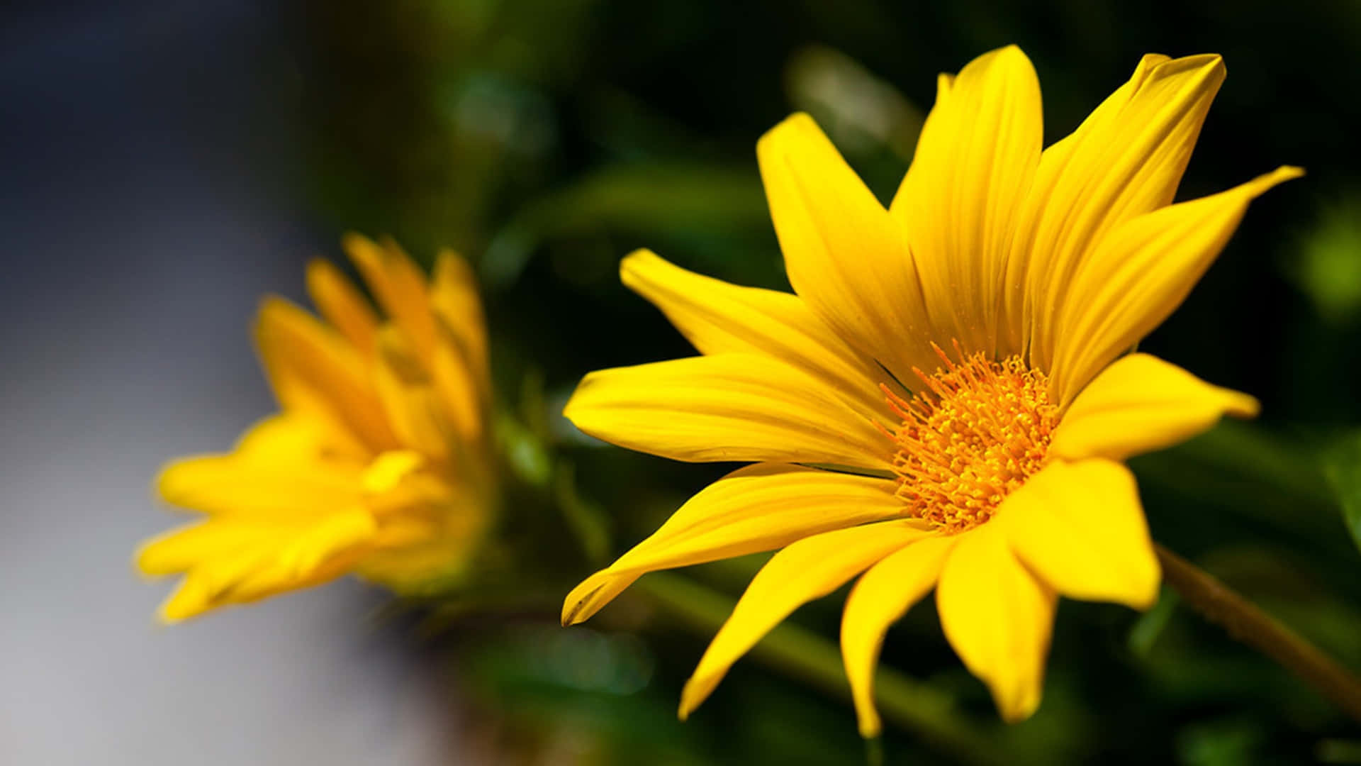 bright yellow floral bloom, vibrant yellow flower, orange center, Full HD Desktop Wallpaper
