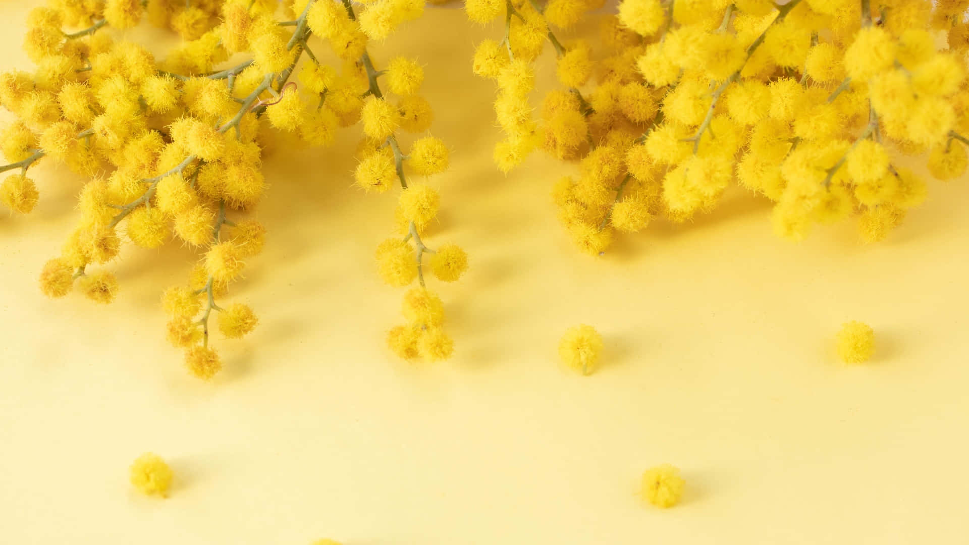 Yellow Floral, mimosa blooms, bright yellow, Full HD Desktop Wallpaper