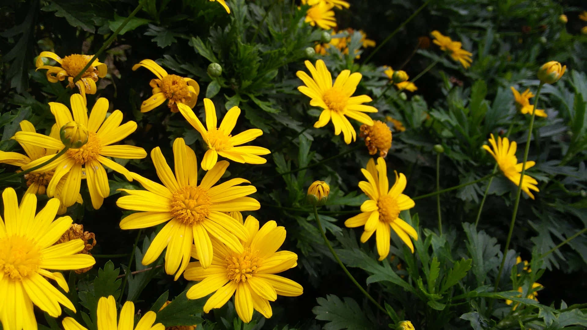 bright yellow floral blooms, vibrant yellow daisies, orange centers, Full HD Desktop Wallpaper