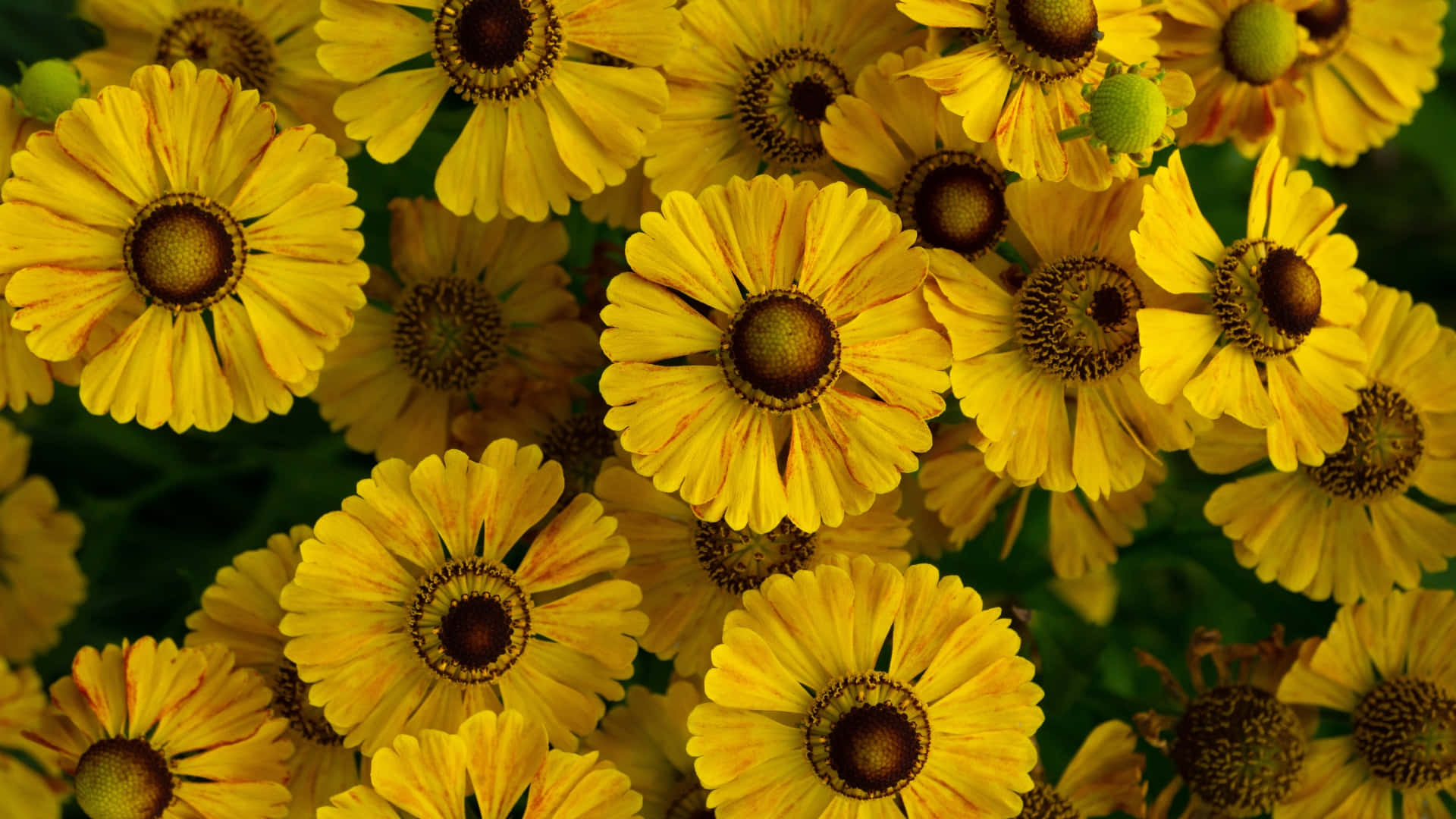 bright yellow floral cluster, vibrant yellow flowers, dark brown centers, Full HD Desktop Wallpaper