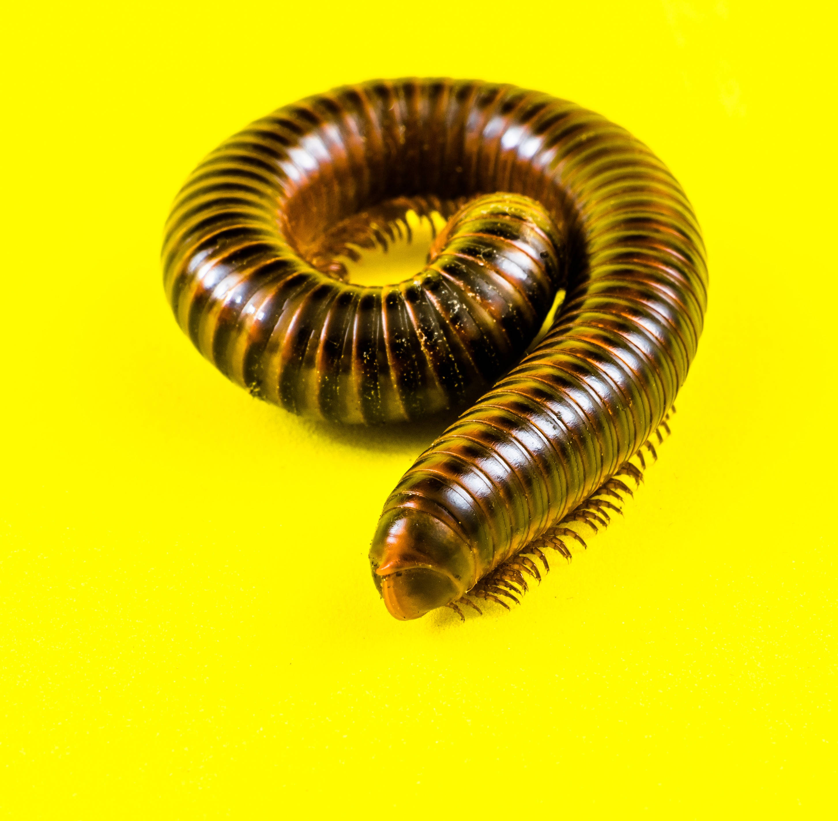centipede, coiled, segmented brown body, 2K Desktop Wallpaper