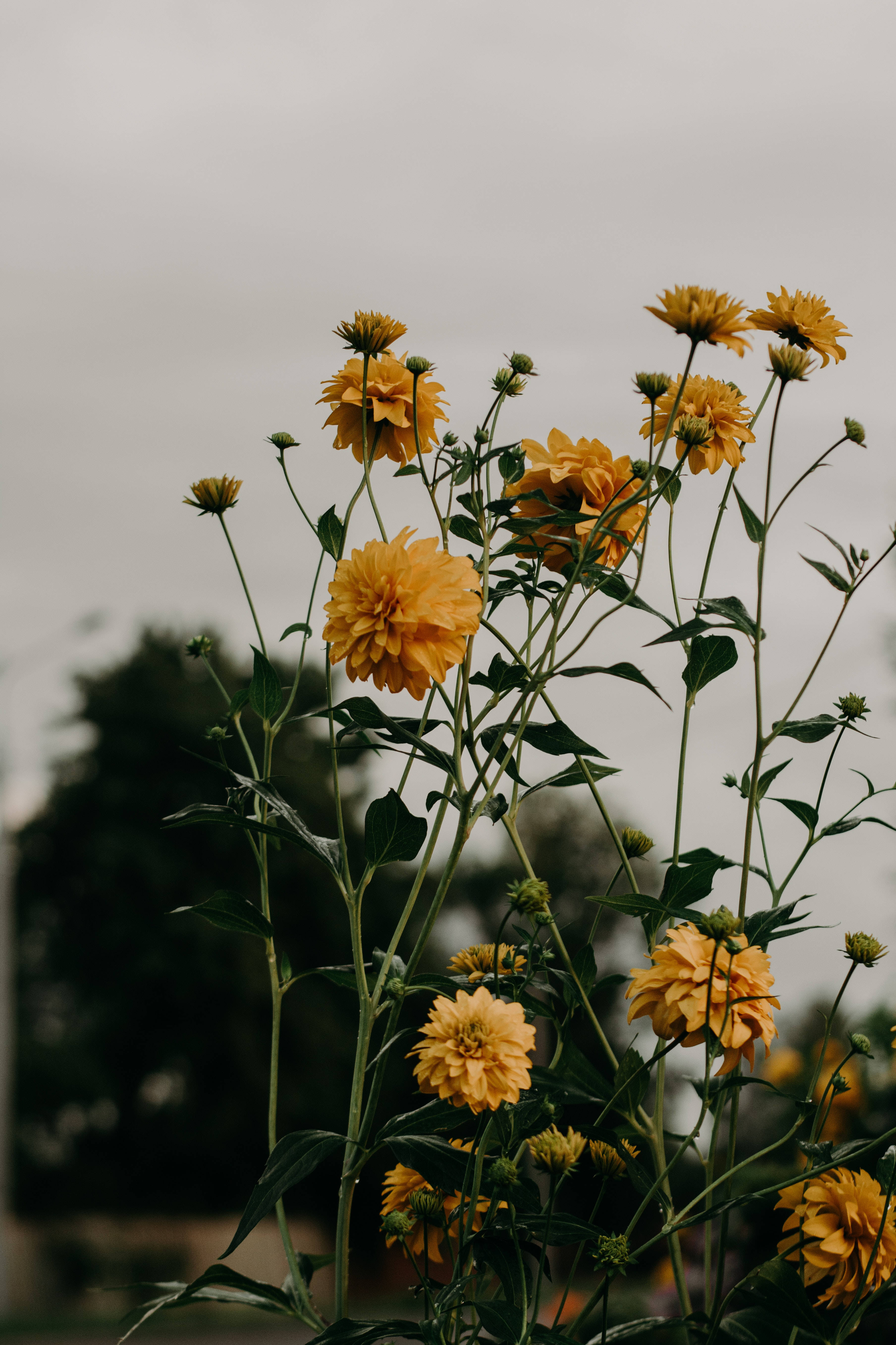 Yellow HD iPhone, vibrant yellow dahlia, slender stems, 5K Phone Wallpaper